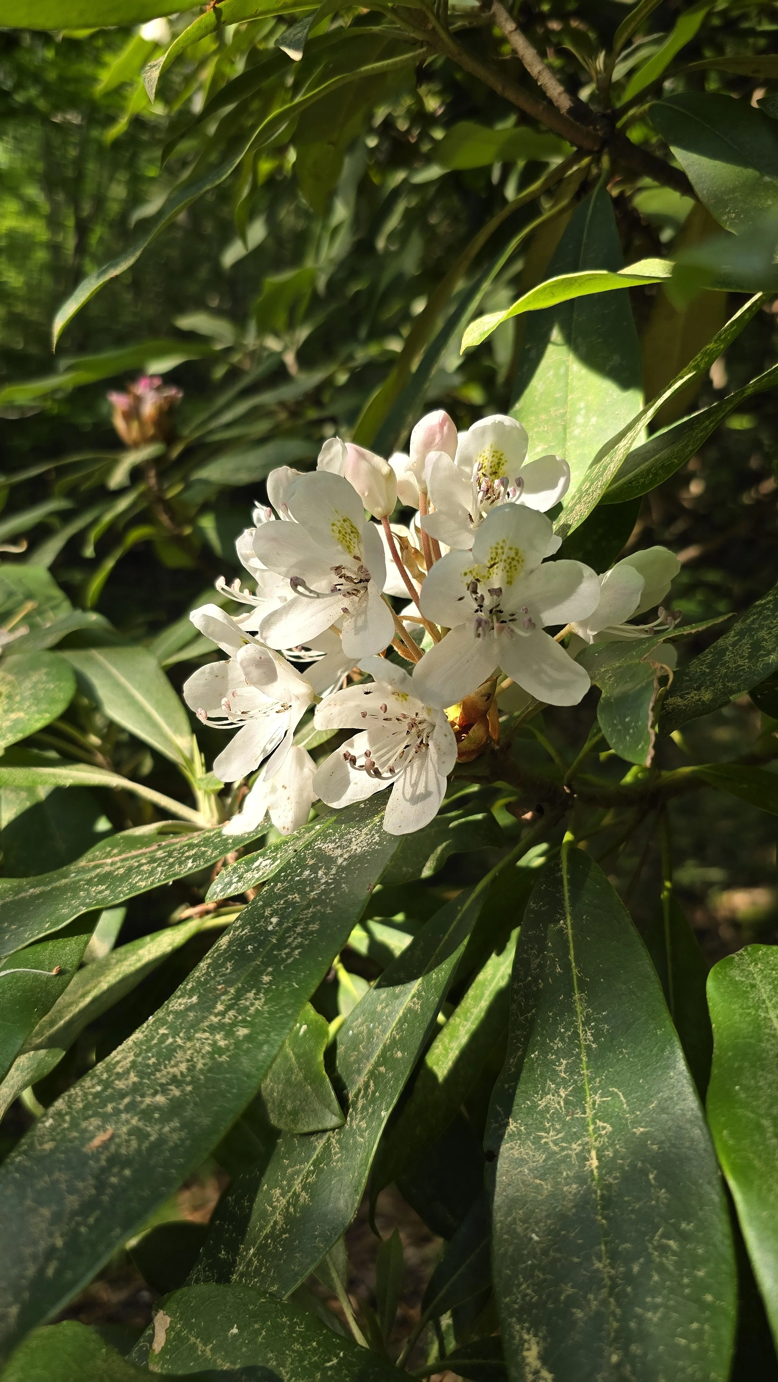 2024-07-03 17.49.11.jpg