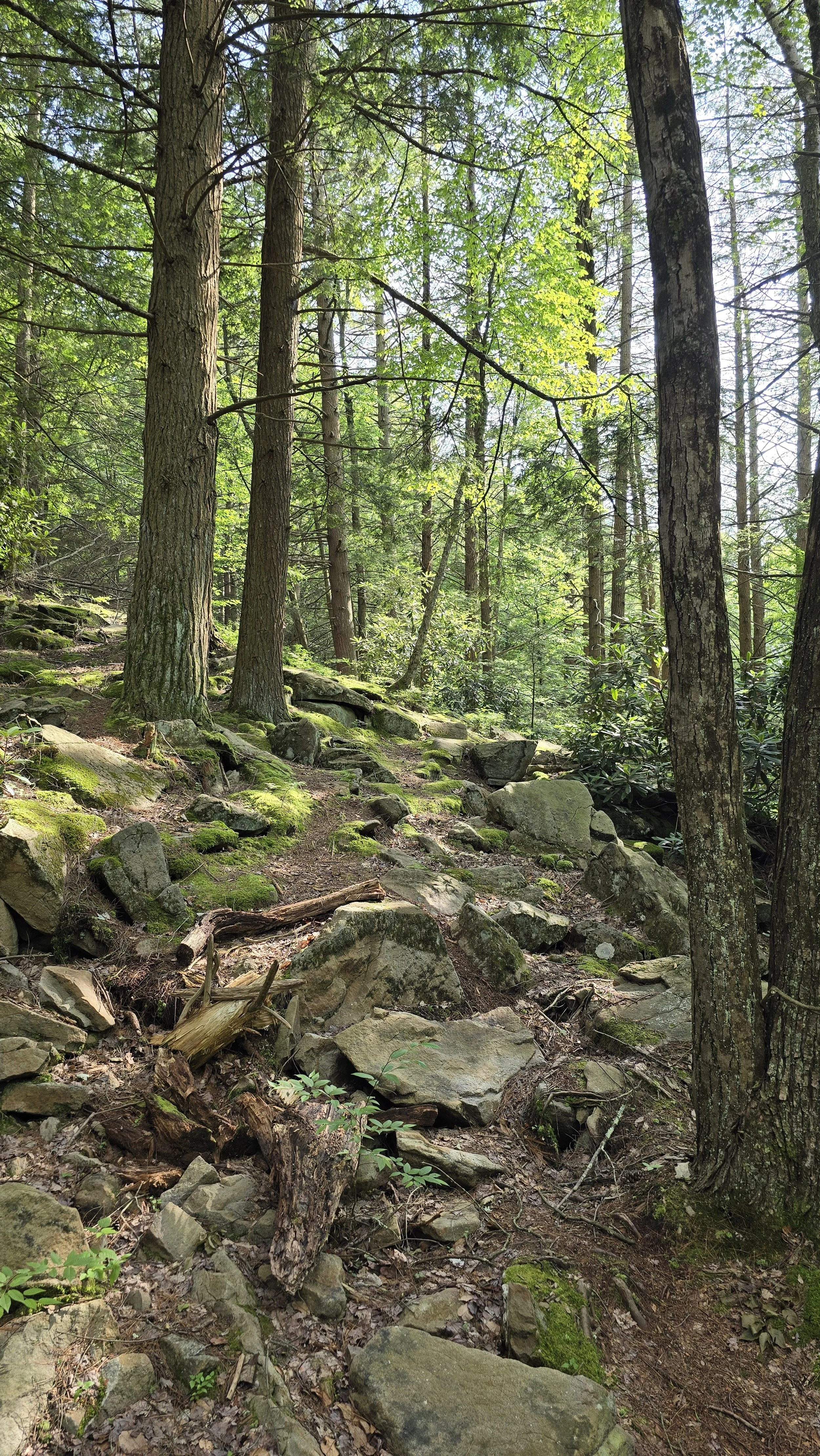 2024-07-03 17.19.35.jpg