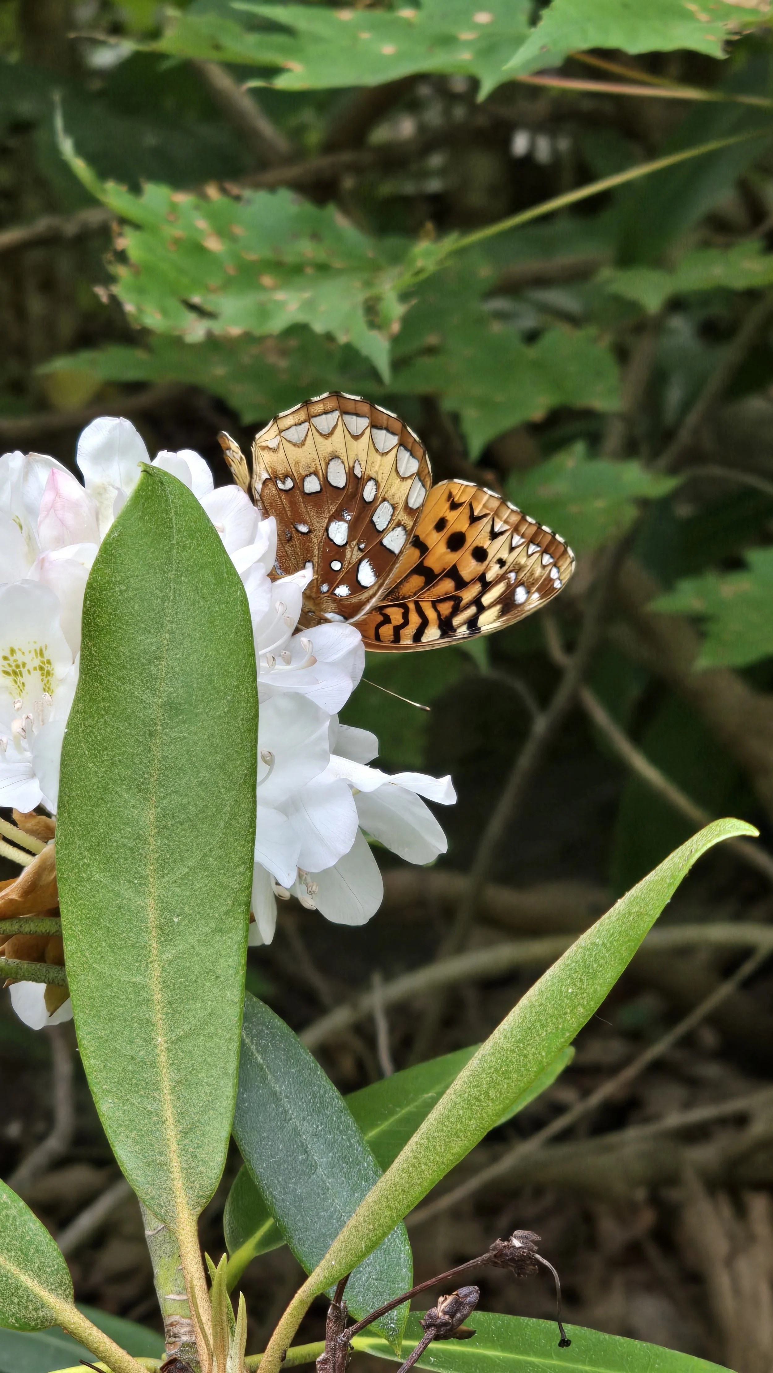 2024-07-05 15.19.32.jpg