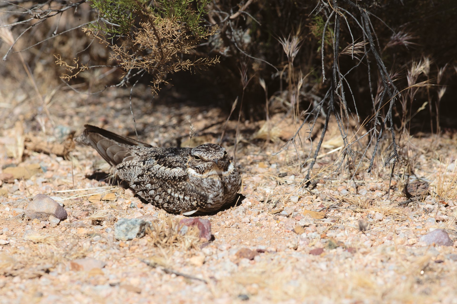 nesting_nighthawk.jpg