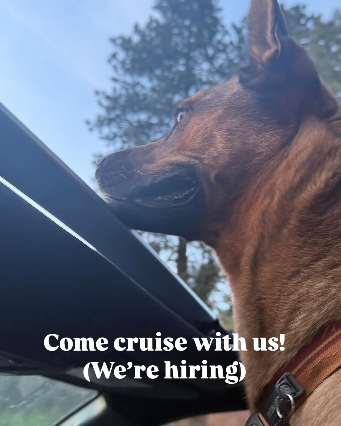 Want to work with a great team and get 20% off groceries? We are looking for closers as well as some backend floor support folks to join us!
Closing positions start between 11:30am and 3:30pm and finish at 7:45pm. These are active positions engaging