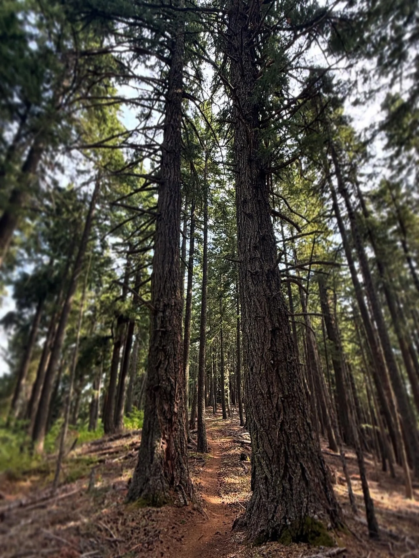 Rooted in place. A long history of grounded observance. A community…
Holding space for each other, sharing in the elements. Witnessing the light through long deep breaths.
May we all bring forth our inner forest, together.
#bethetree