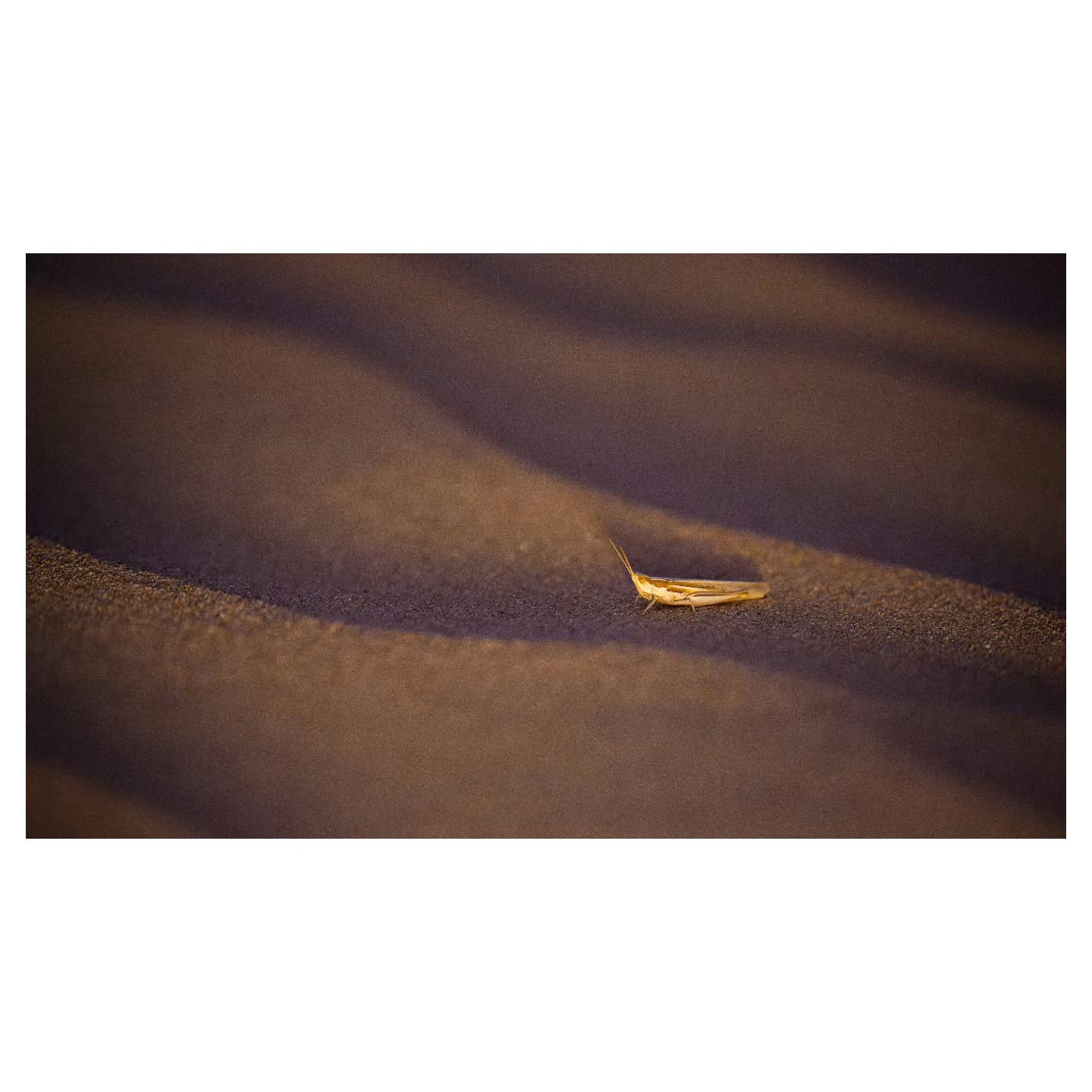 Desert Grasshopper (Ochrilidia)
.
.
.
Nikon Z8 | Nikon Z 70-180
.
.
.
#insects #insectphotography #entomology #desertwildlife #macrophotography #shoot_small