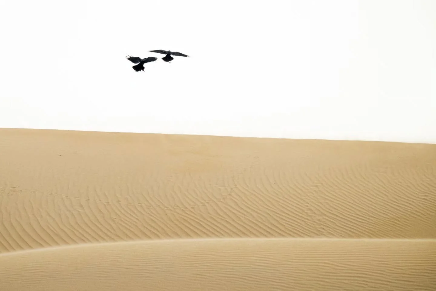 Brown-necked Ravens
.
.
.
Nikon Z8 | Nikon Z 180-600
.
.
.
#ravens #desertlandscape #uaedesert #desertwildlife #desertraven #shoot_small