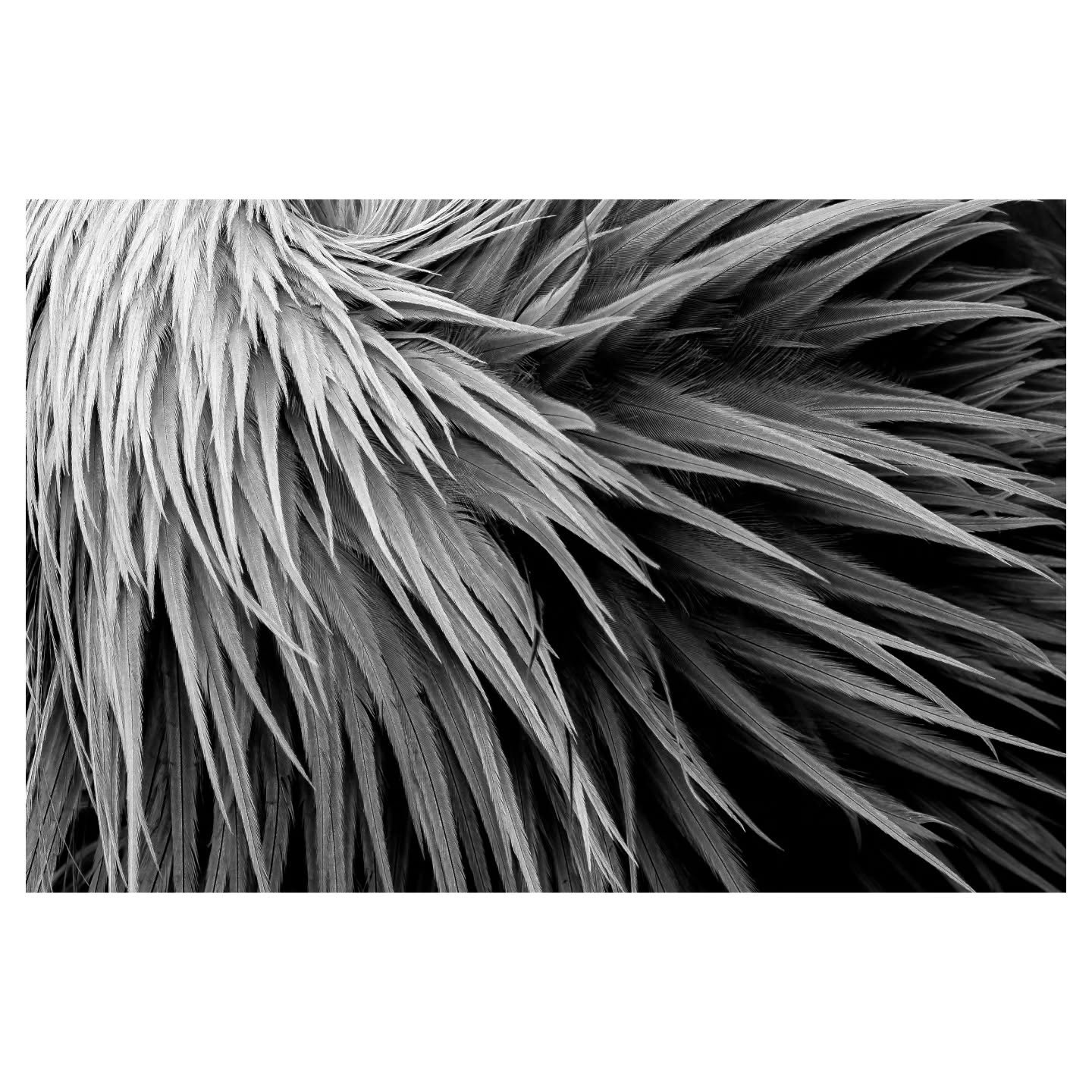 Plumage Series - Grey Crowned Crane
.
.
.
Nikon Z8 | Nikon Z 180-600mm
.
.
.
#plumage #greycrownedcrane #birds #abstract #fineart #minimal #feathers