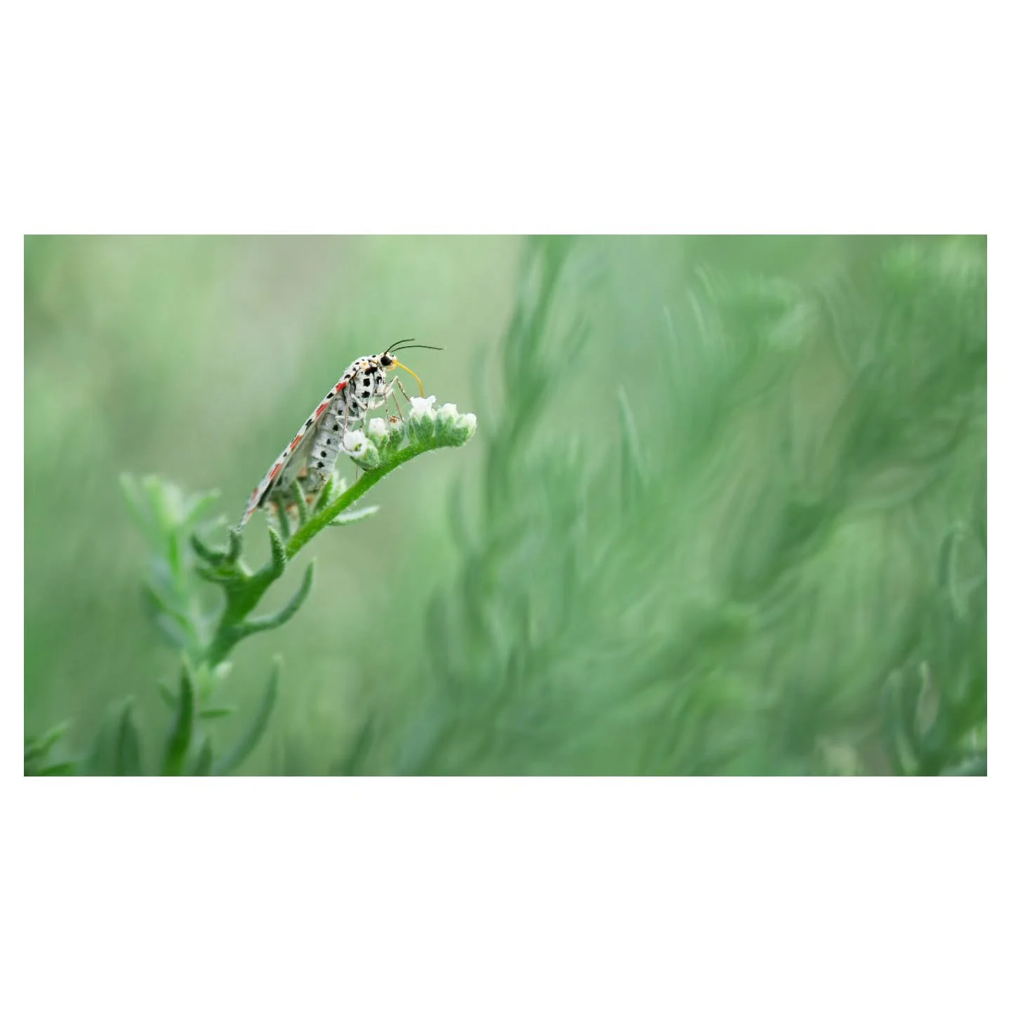 Crimson-spotted Flunkey Moth

I was really excited to finally see this species. I have seen a fair number of photos of it here in the UAE, but had never seen one myself. The more macro work I do, the more inclined I am to finally get a macro lens. I 