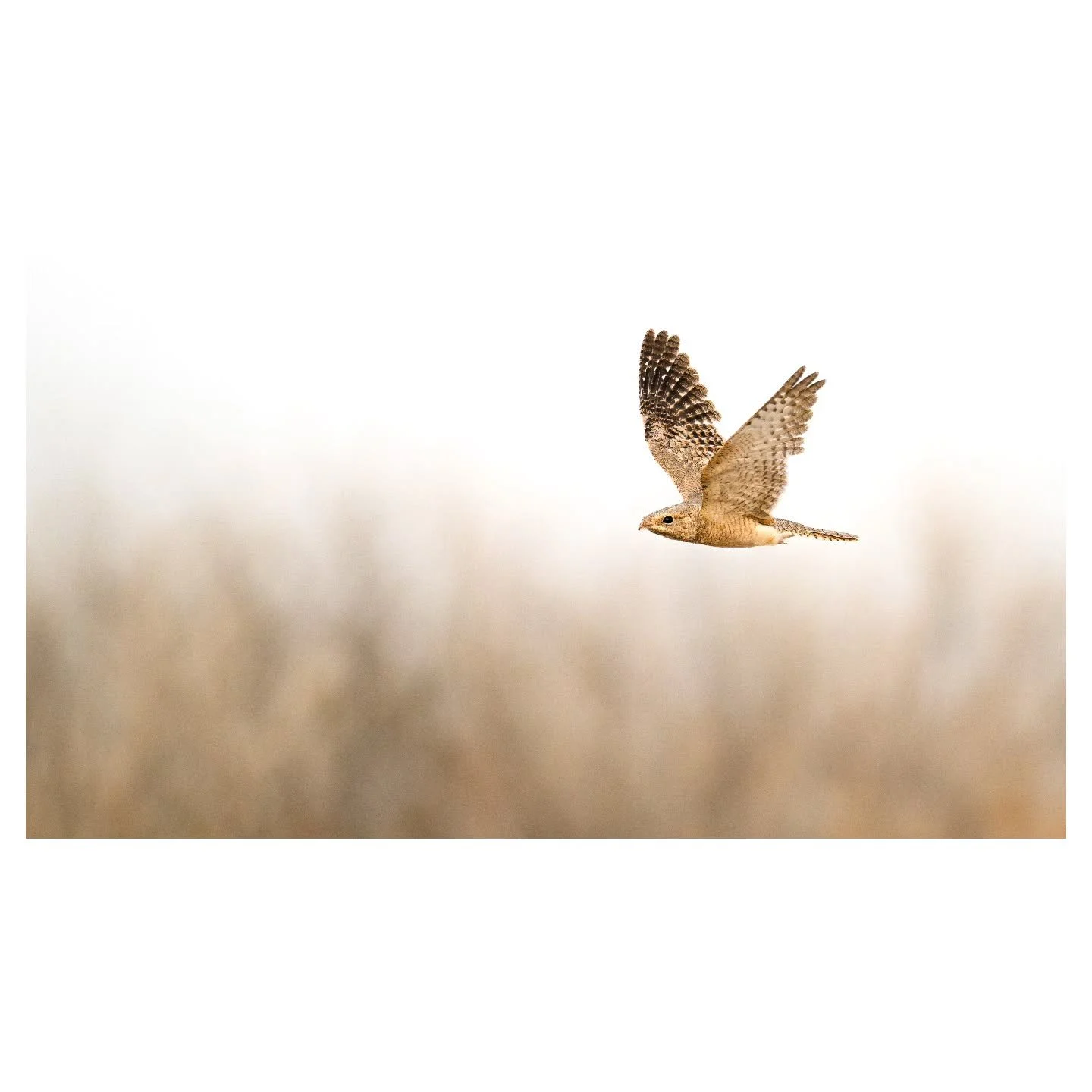 Moral Dilemmas

I&rsquo;ve been sharing images of these Egyptian Nightjars quite often recently, even though they all come from only a couple of outings from a few months ago. I&rsquo;ve spoken about this before, but when it comes to ethics in wildli