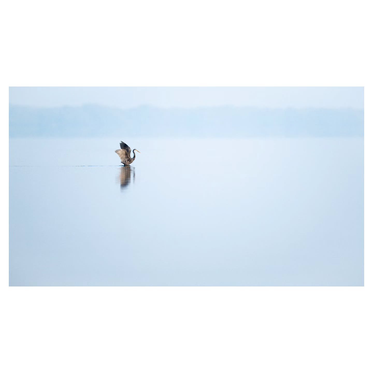 Western Reef Heron

The tranquility of this scene in the beautiful UAQ mangroves was the perfect way to spend a morning. Hoping to be back there again soon to photograph some more of the the many wading bird species that were also there that morning.