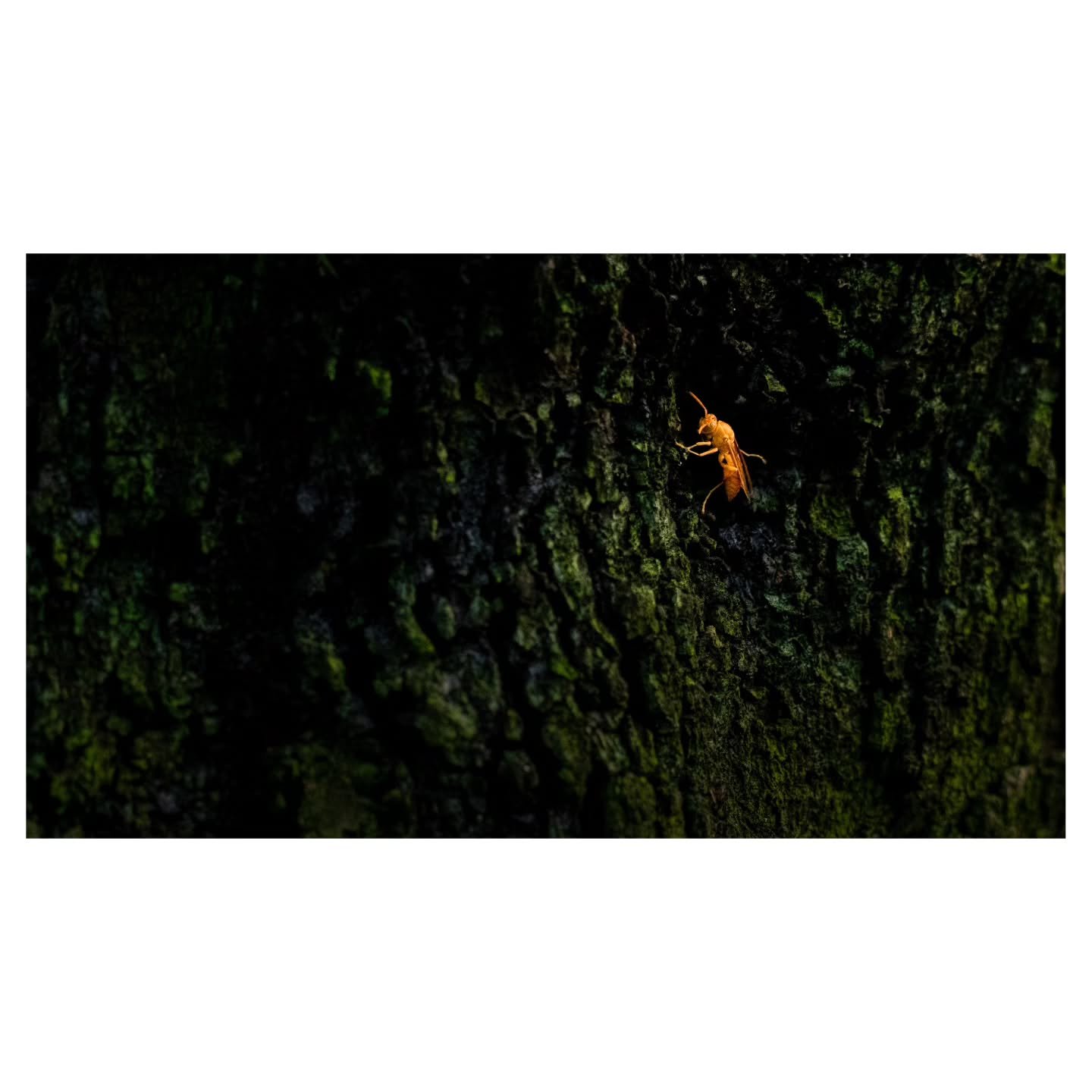 Arabian Paper Wasp

I don't think I'll be regularly sharing settings and edits, but I thought I would today for a bit of a change.

I enjoy seeing other people's edits as well, not to judge whether something is &quot;overedited,&quot; but to understa