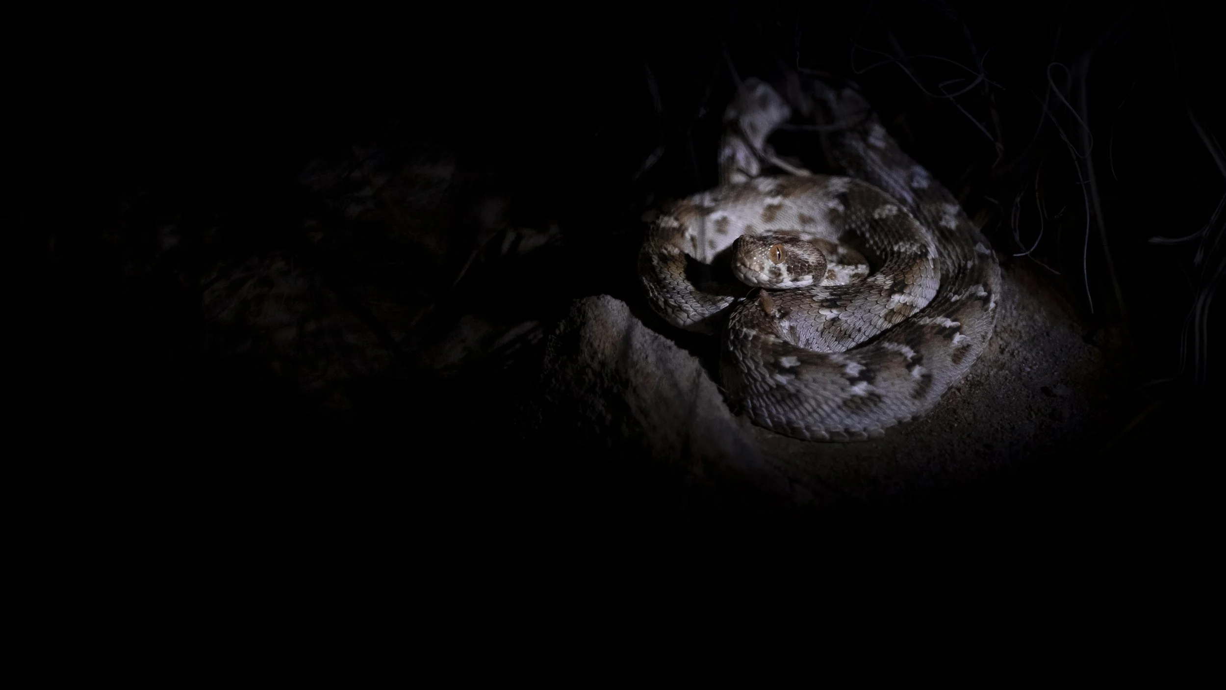 Sochurek's Saw-scaled Viper