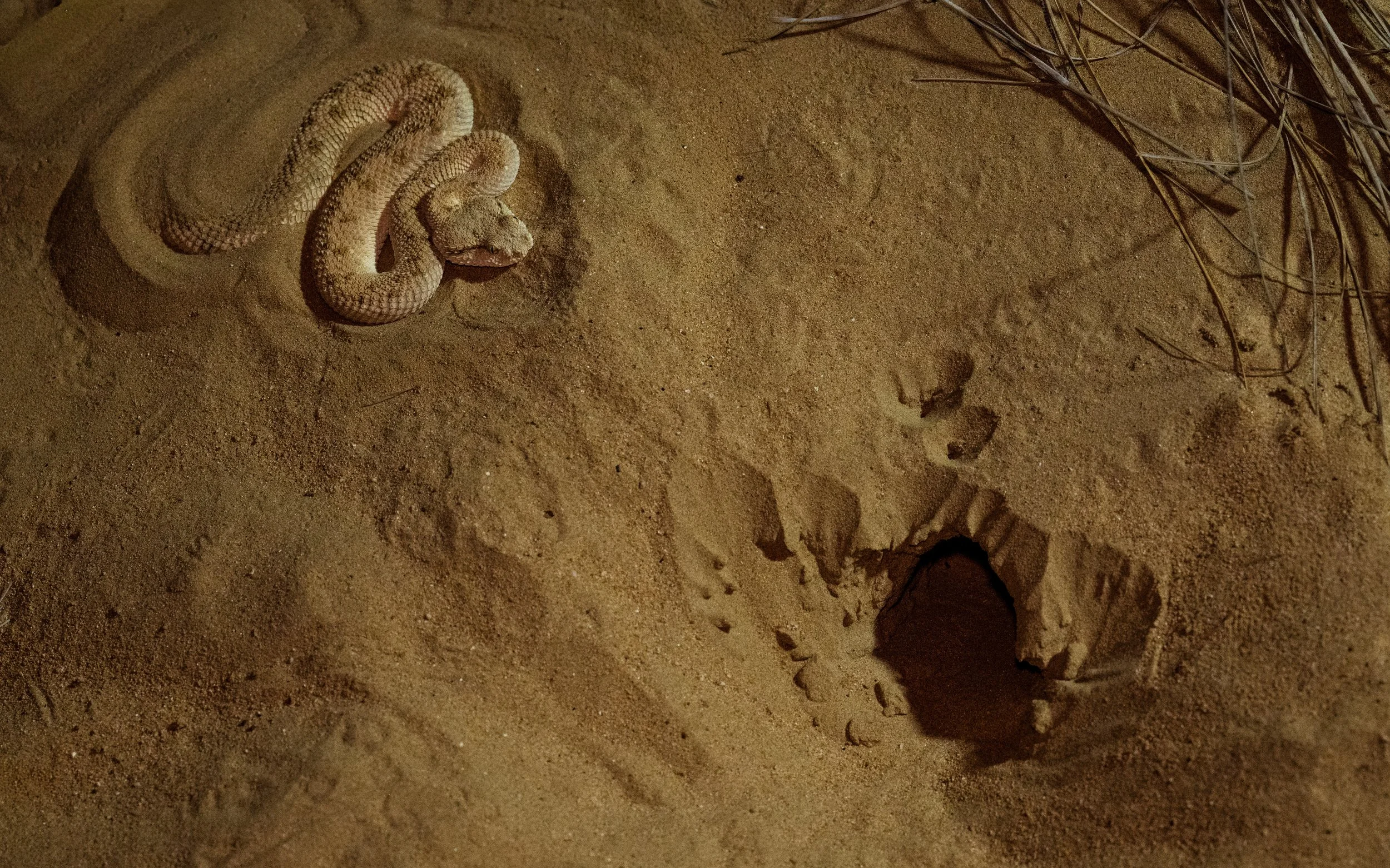 Arabian Horned Viper patiently waiting for a meal outside a Cheesman's Gerbil Burrow