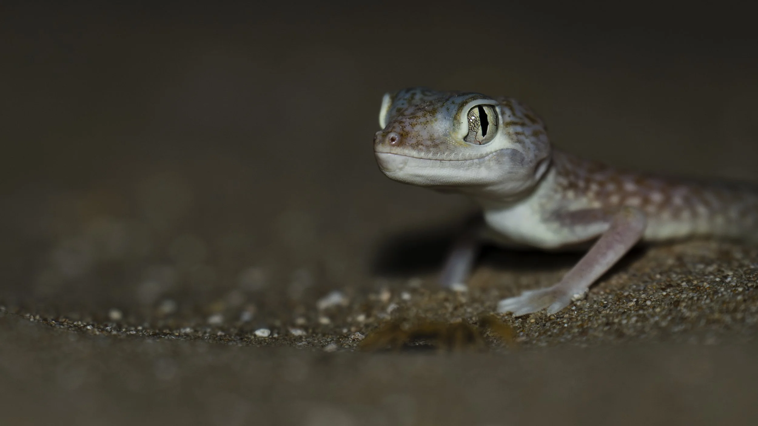 Close-up of a Middle Eastern Short-fingered Gecko
