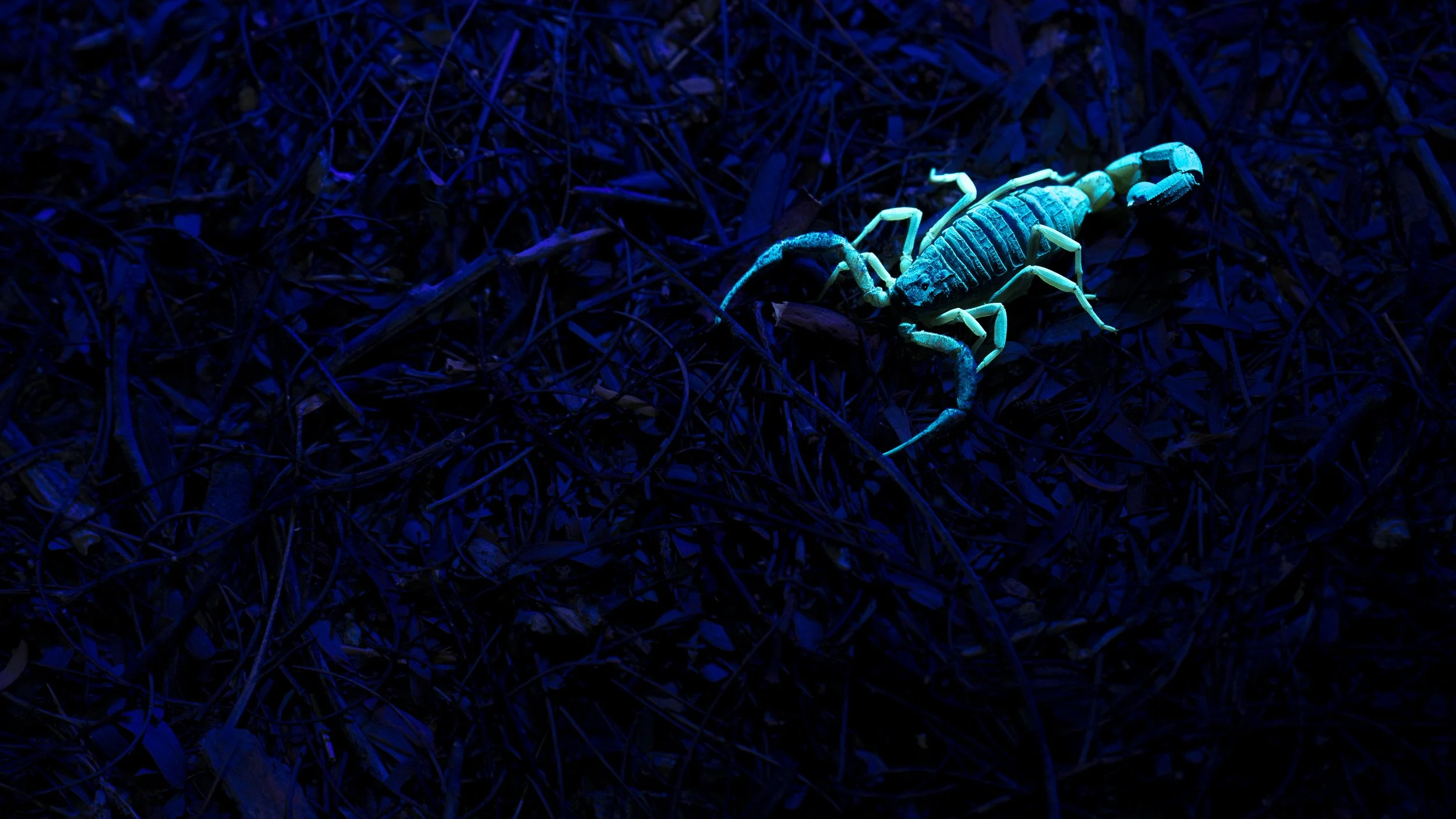 Black-tailed Alligatorback Scorpion