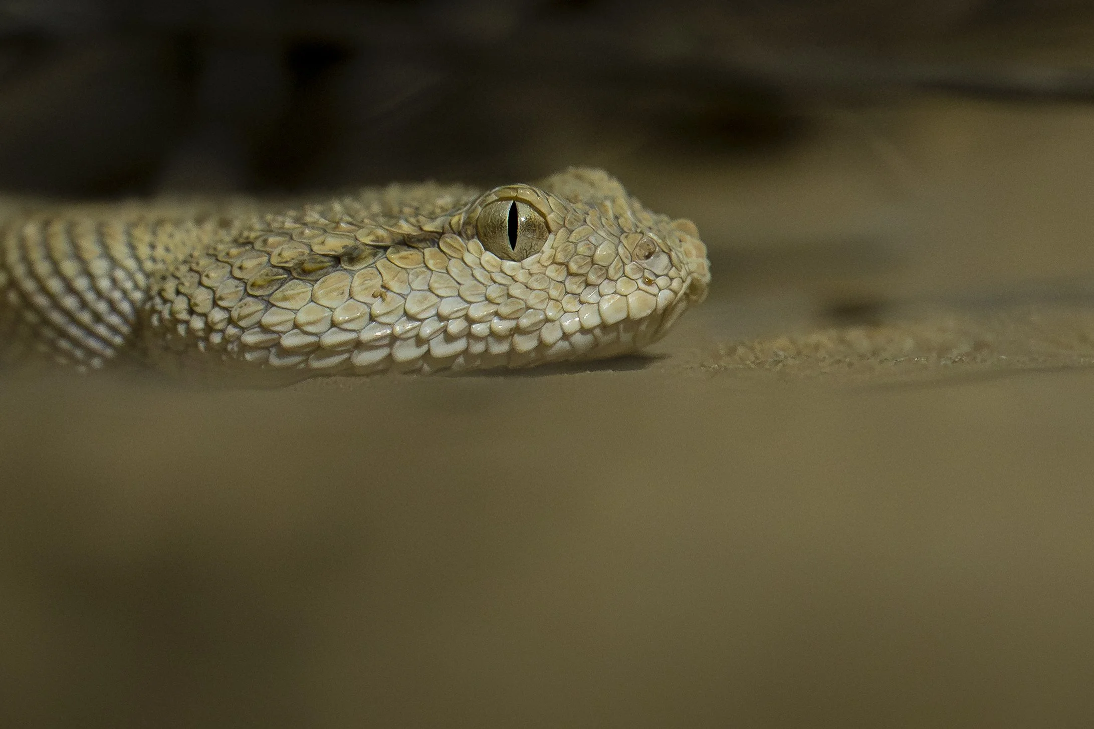 Arabian Horned Viper