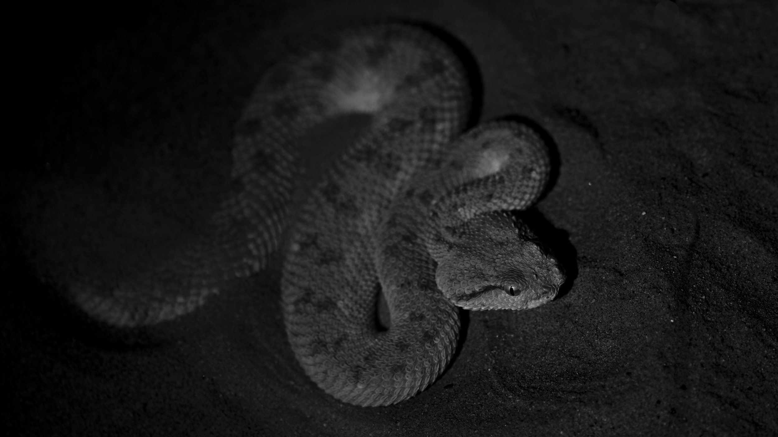 Arabian Horned Viper in its iconic 'S' shape coil