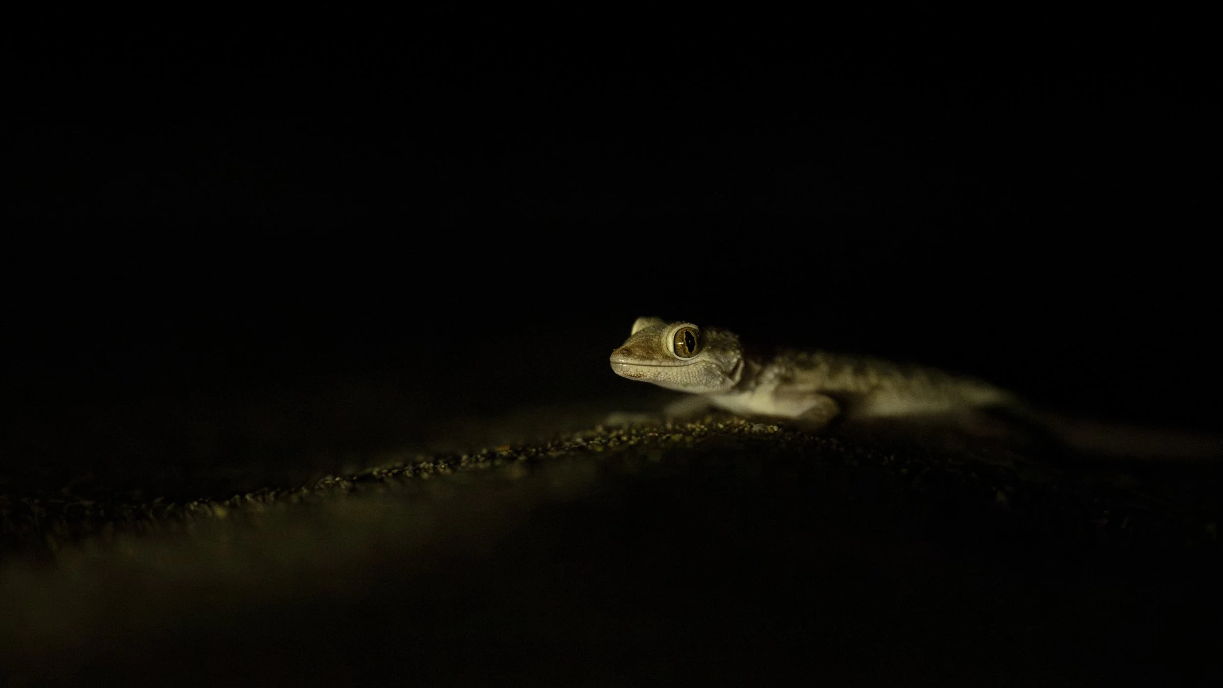 Southern Tuberculated Gecko