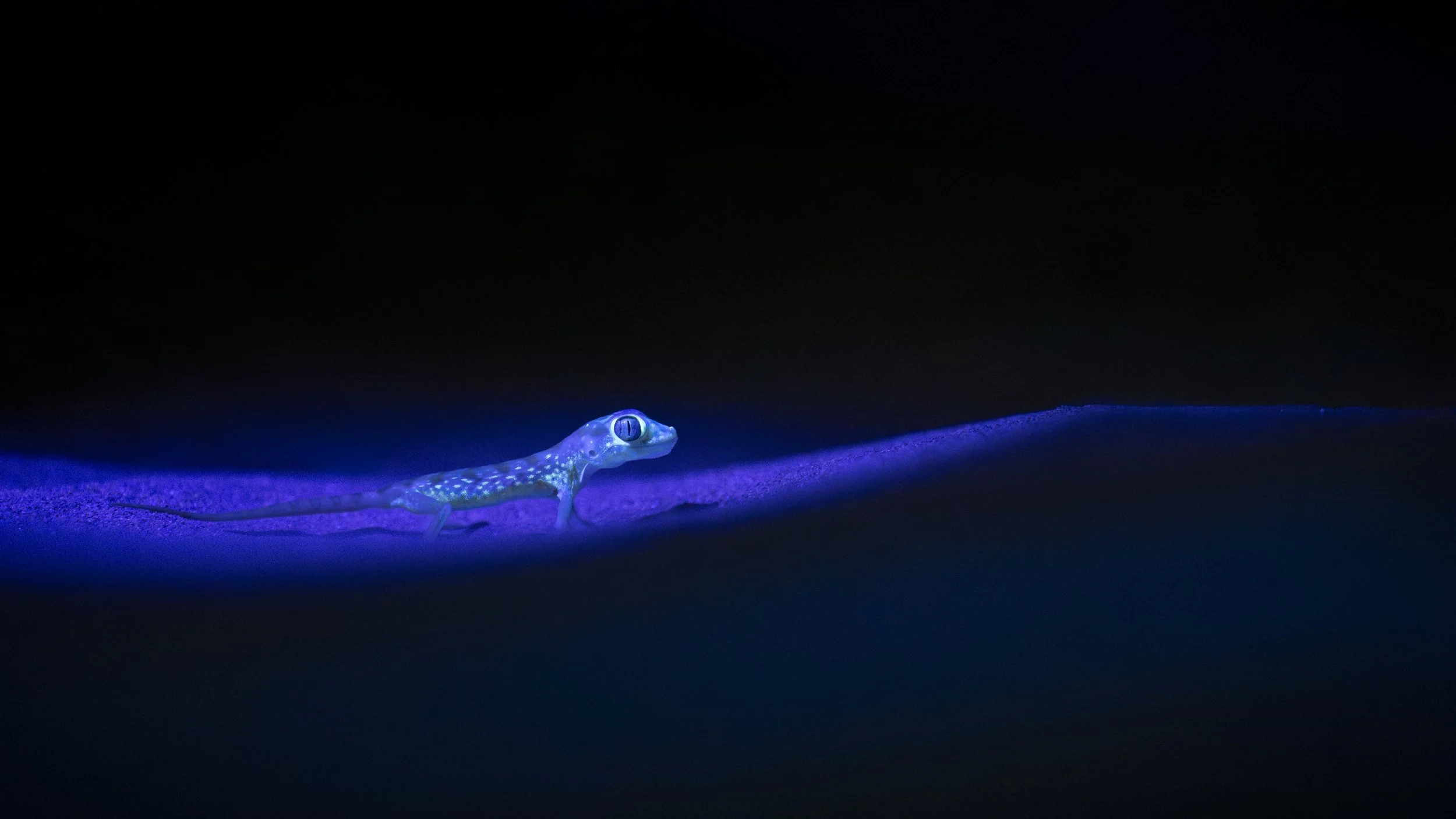 A Middle Eastern Short-fingered Gecko fluorescing under UV light