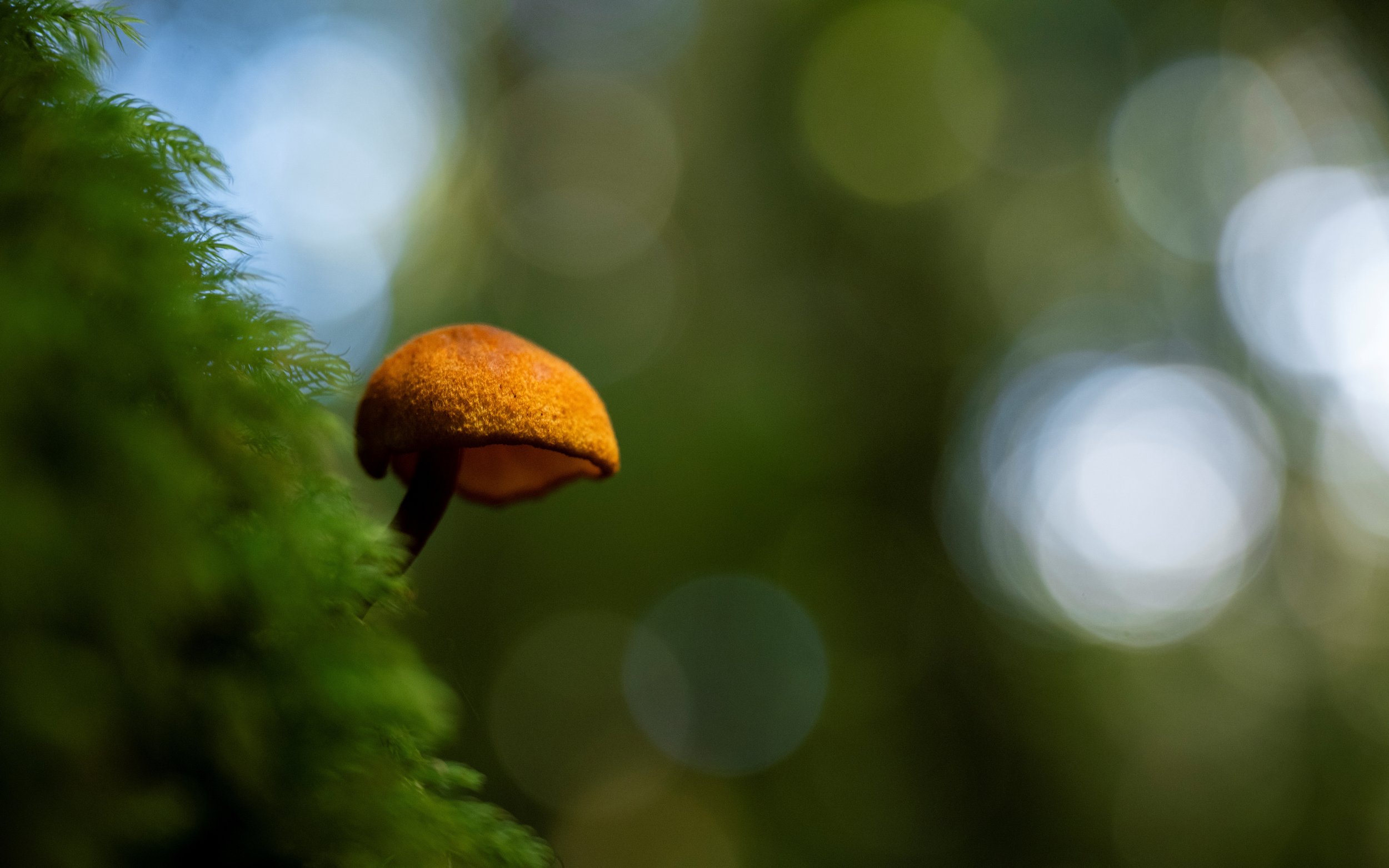 Fungi sprouting from the rainforest undergrowth