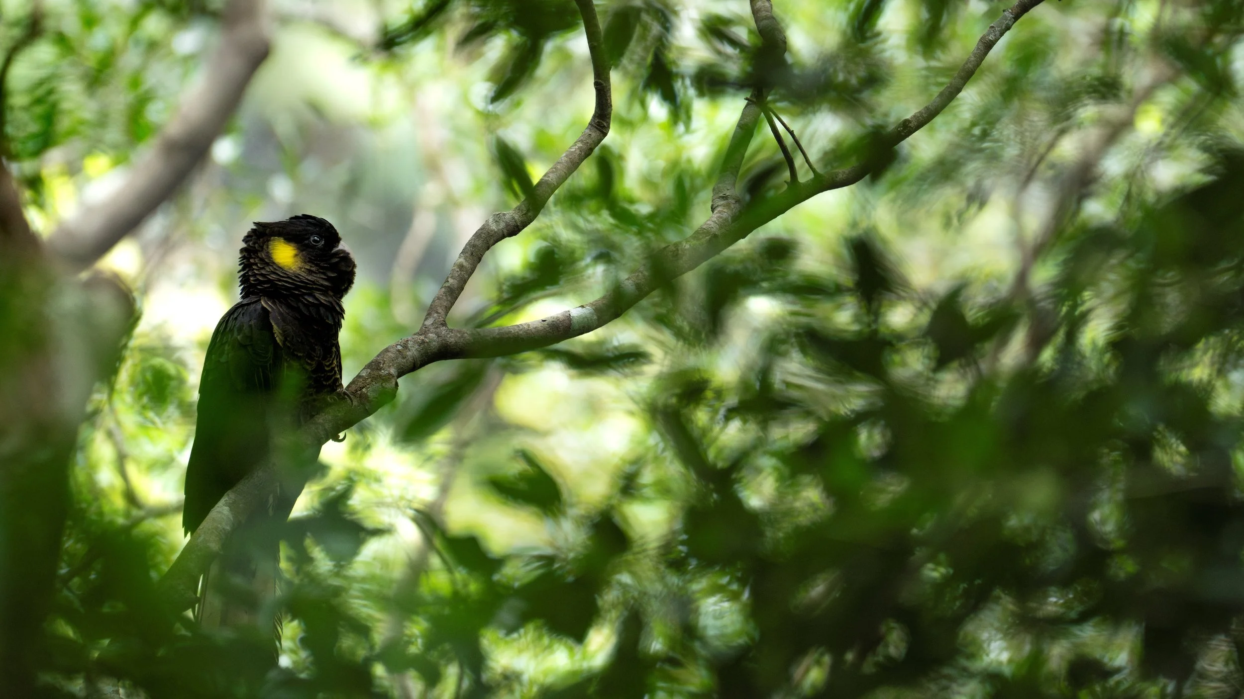 A Chance Encounter with a Yellow-tailed Black Cockatoo