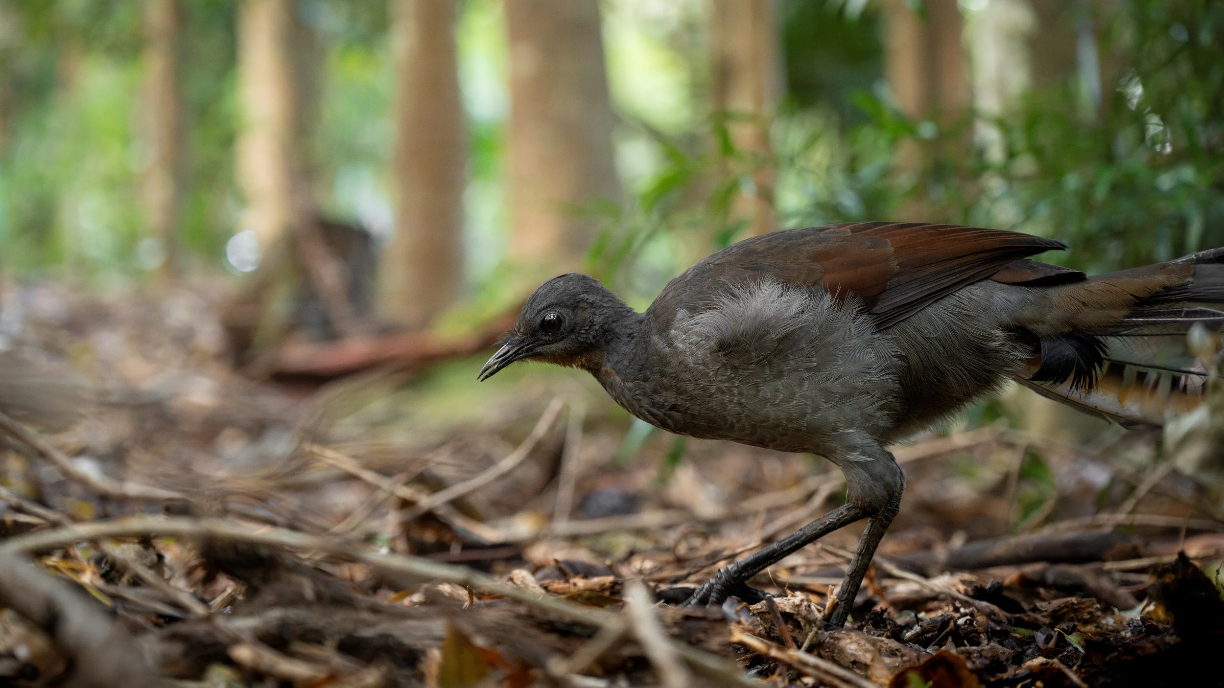 The Iconic Superb Lyrebird