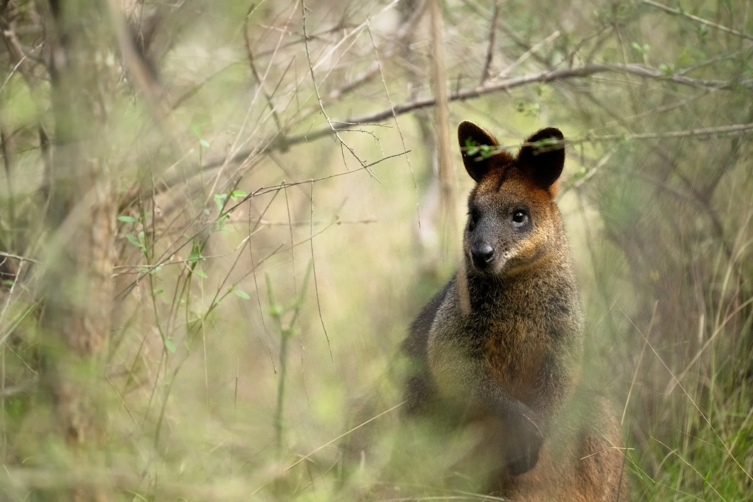 A Swamp Wallaby shrouded within the rainforest