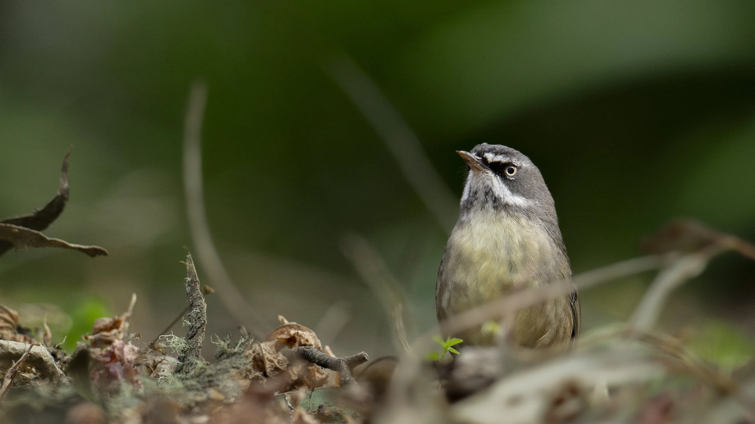 A busy White-browed Scrubwren