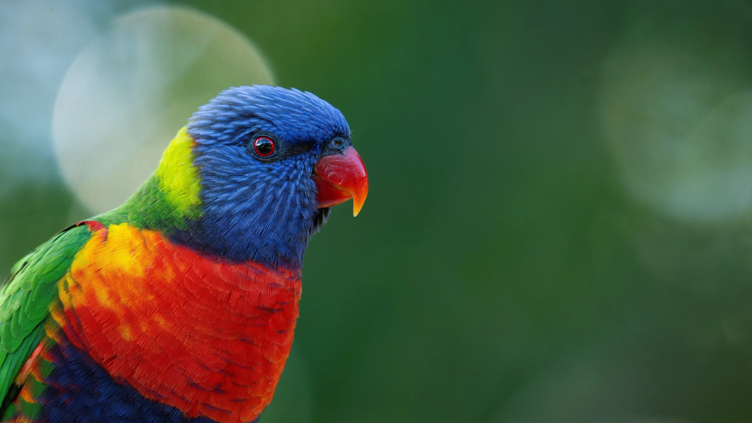 Portrait of a Rainbow Lorikeet