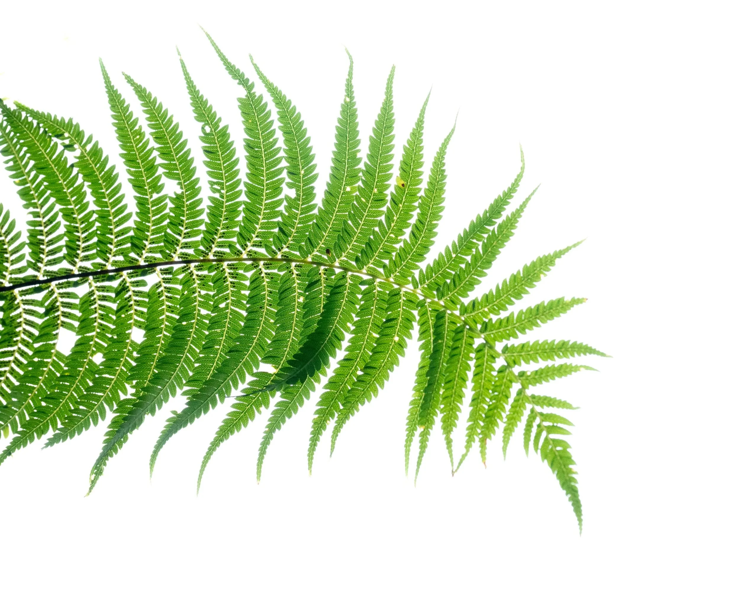 Beauty in the finer details of every fern