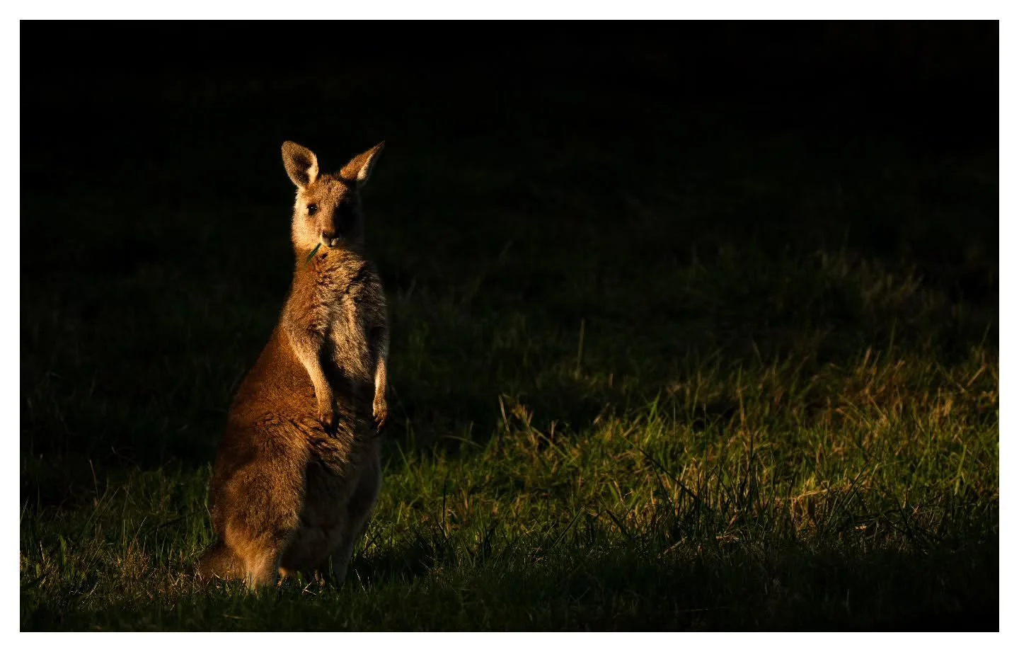 Eastern Grey Kangaroo Joey
.
.
.
Nikon Z8 | Nikon Z 180-600mm
.
.
.
#kangaroo #nikonaustralia #AustralianWildlife #easterngreykangaroo