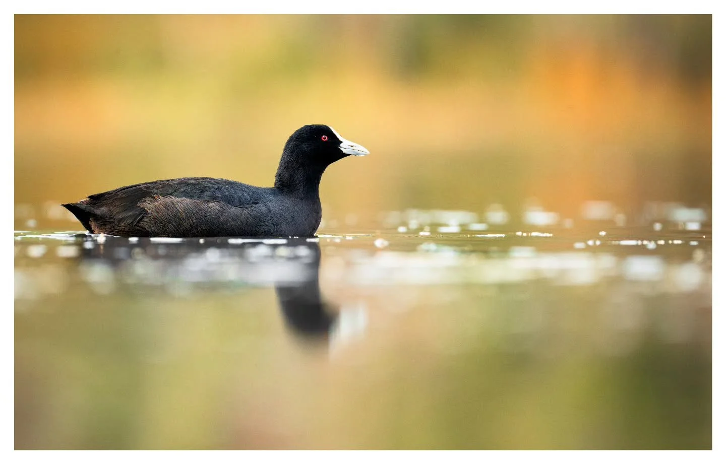 Australasian Coot
.
.
.
Nikon Z8 | Nikon Z 180-600
.
.
.
#AustralianWildlife #coots #waterfowl #nikonaustralia
