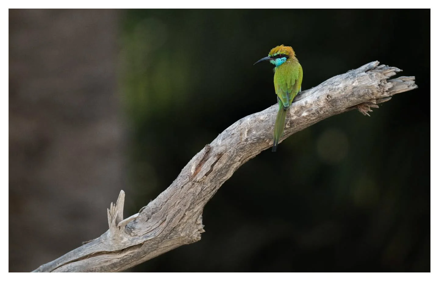 Arabian Green Bee-eater

Wishing everyone happy holidays!
.
.
.
Nikon Z8 | Nikon Z 180-600