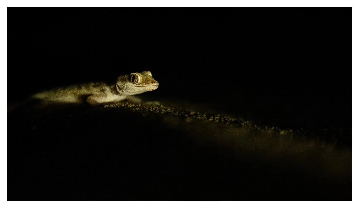 Southern Tuberculated Gecko

Just wanted to say a big thanks for all the love and great reception on the Arabian Toad video. I'm not usually keen on over promoting my work but make sure check it out if you haven't already. Traction on IG is poor late