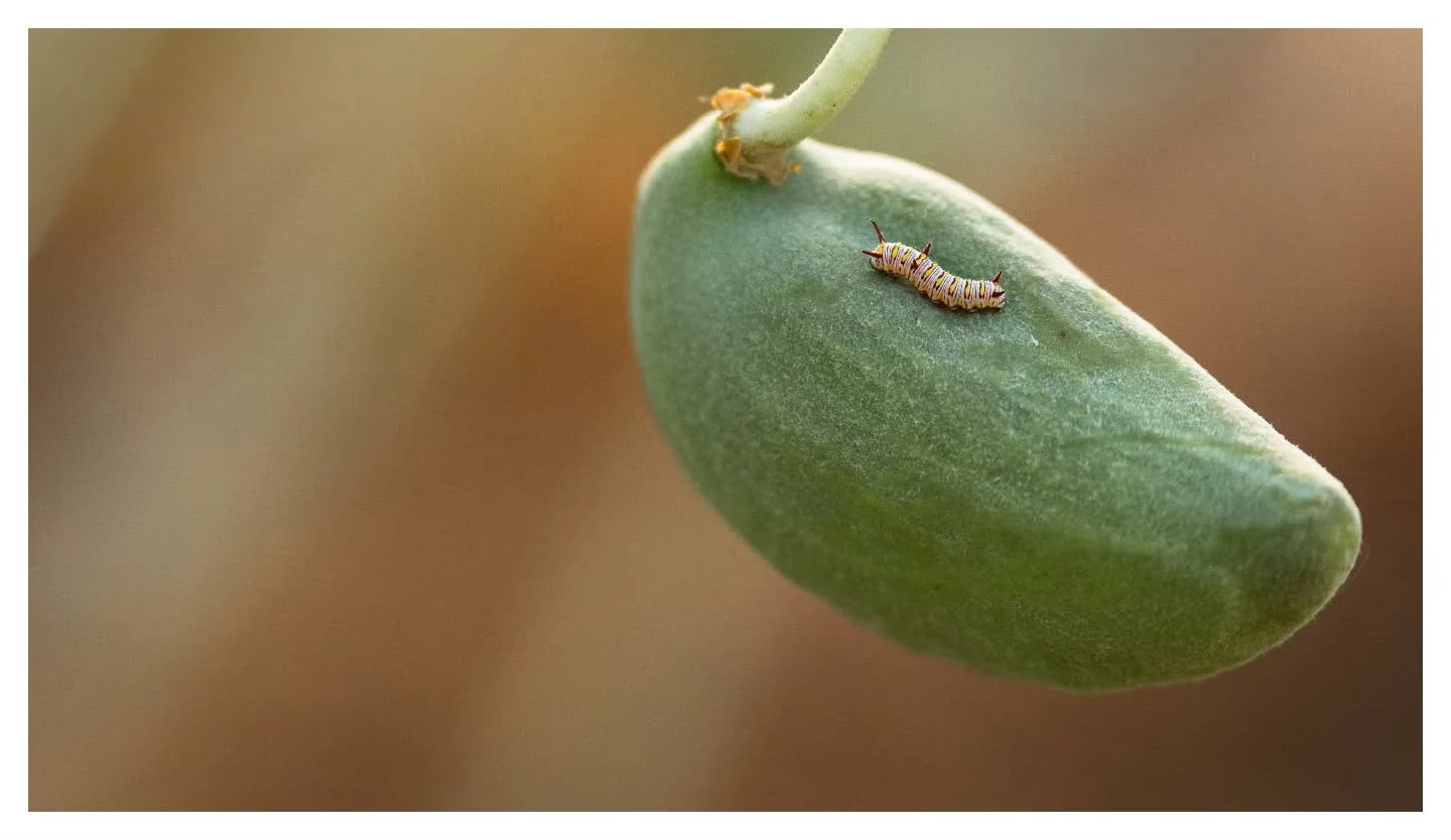 African Monarch Caterpillar on Giant Milkweed
.
.
.
Nikon Z8 | Nikon Z 70-180
.
.
.
#caterpillar #monarch #macro #uaemacro #milkweed