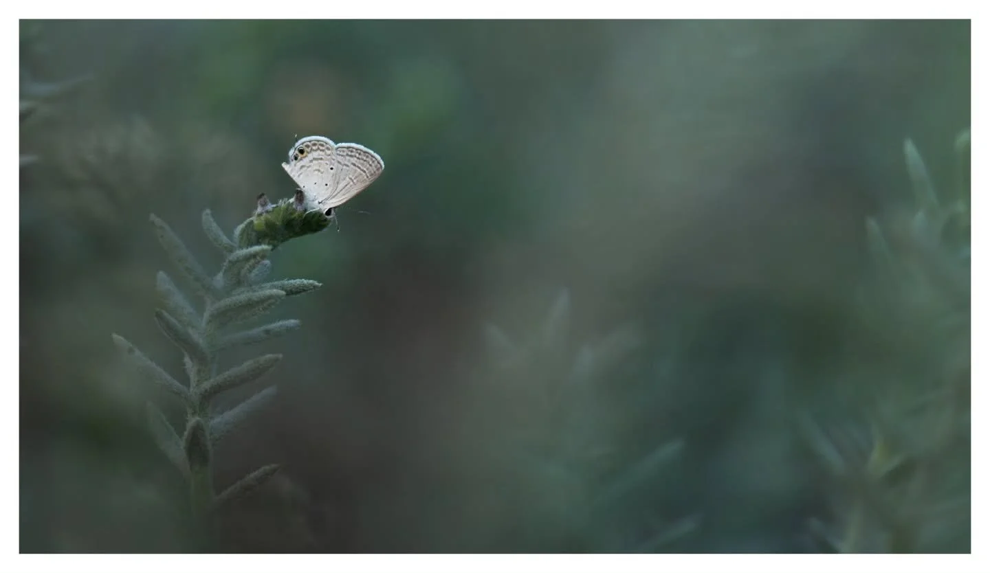 Small Cupid (Chilades parhassius)

I've been doing macro more often and I sometimes find myself forgetting just how tiny these little critters actually are after staring at the cropped images for far too long.
.
.
.
Nikon Z8 | Nikon Z 70-180
.
.
.
#s