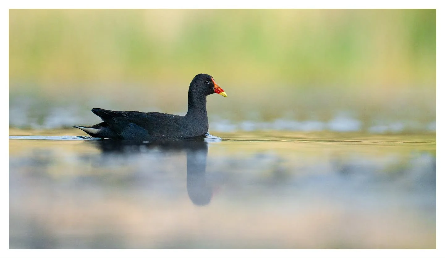 Common Moorhen enjoying a leisurely swim
.
.
.
Nikon Z8 | Nikon Z 180-600mm
.
.
.
#AustralianWildlife #nikonaustralia #commonmoorhen #waterfowl #newsouthwales