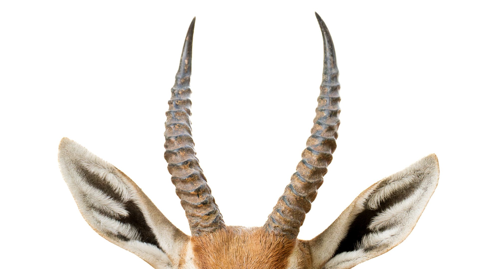 arachnids-Rohail-Akbar-Desert-Scorpion-26 (1) (1).jpg