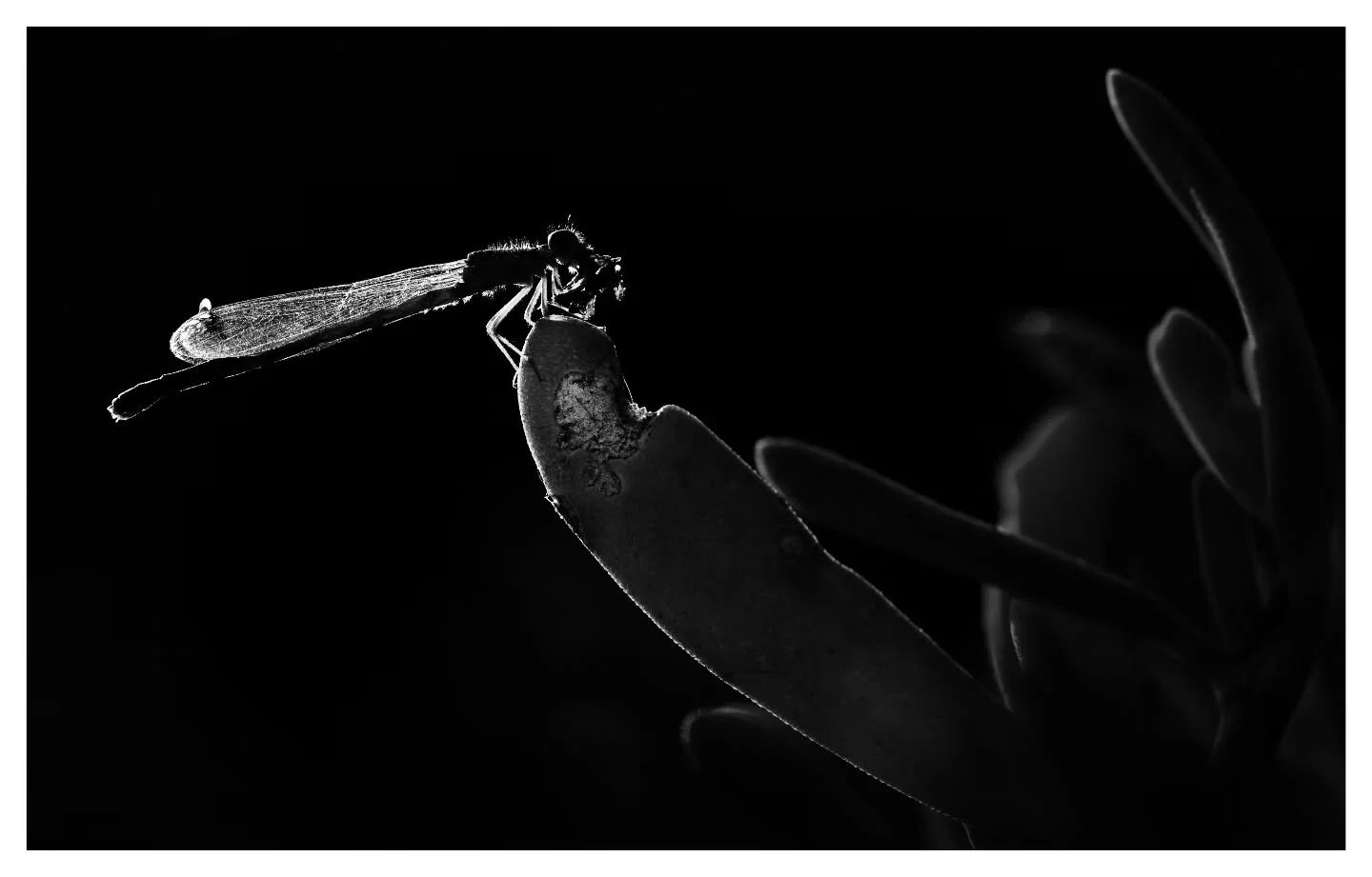 Reverse the Red Day

A day dedicated to celebrating conservation efforts that help stop and reverse biodiversity loss in key habitats across the globe.
One way to understand why biodiversity is essential for the planet&rsquo;s survival is through inv