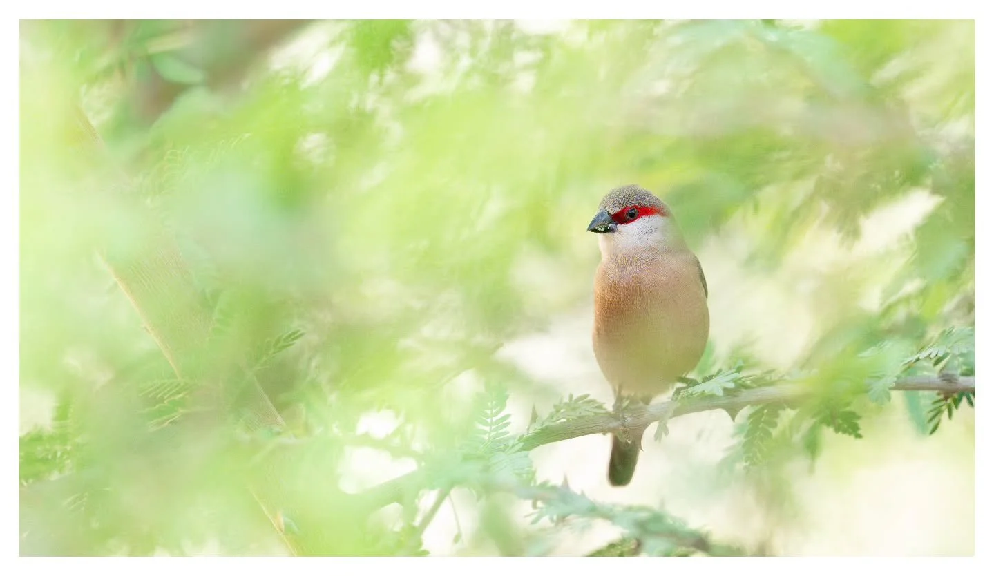 Crimson-rumped Waxbill

Really enjoyed the complementary colours and textures here. Also, wanted to just say a massive thanks to all the support and kind wishes I received in regards to photography exhibition!
.
.
.
Nikon Z8 | Nikon 180-600
.
.
.
#wa