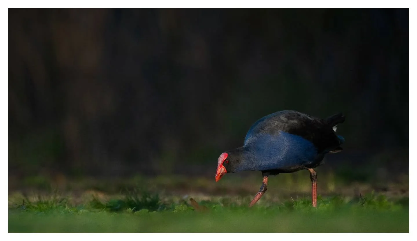 Australasian Swamphen as the sun dipped below the horizon
.
.
.
Nikon Z8 | Nikon Z 180-600
.
.
.
#AustralianWildlife #australia #nikonaustralia
