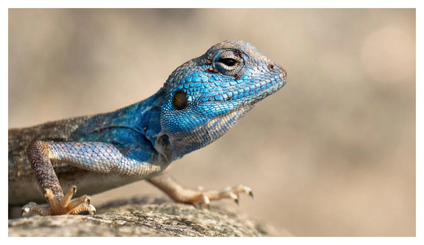 Hajar Rock Agama

An older image from the archives. Can't get enough of these guys and their beauty
.
.
.
Nikon Z8 | Nikon Z 180-600
.
.
.
#hajarmountains #uaewildlife #nikonmea #herping