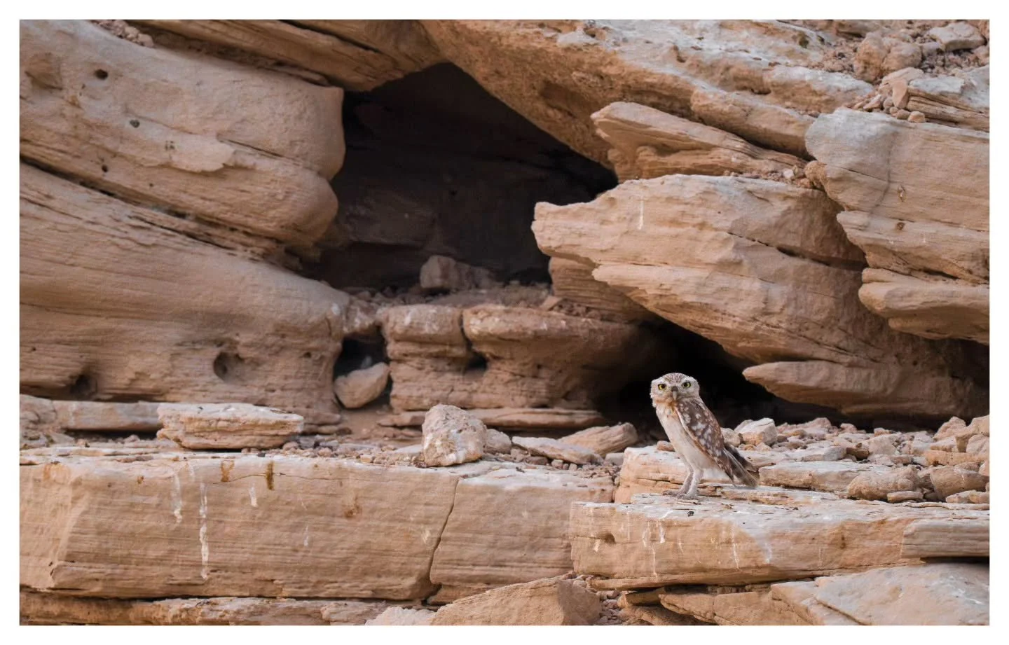 Wildlife Education Through Empathy

When out in nature, it can be challenging to approach someone and explain that their actions may not actually be in the best interest of wildlife. These moments often feel tense, as we try to suppress our immediate