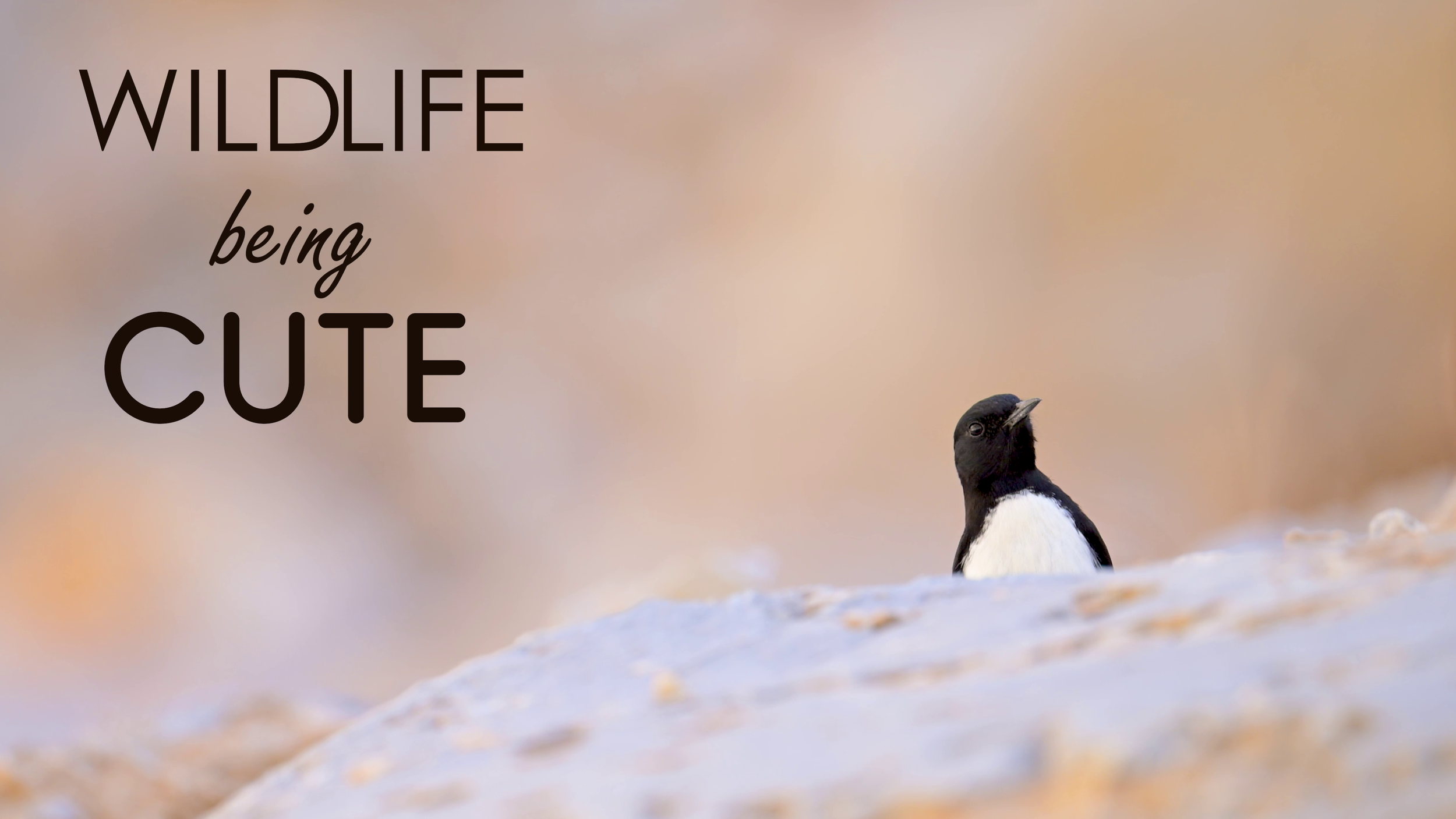 Cute Wildlife.mp4-00_00_02-32764.png