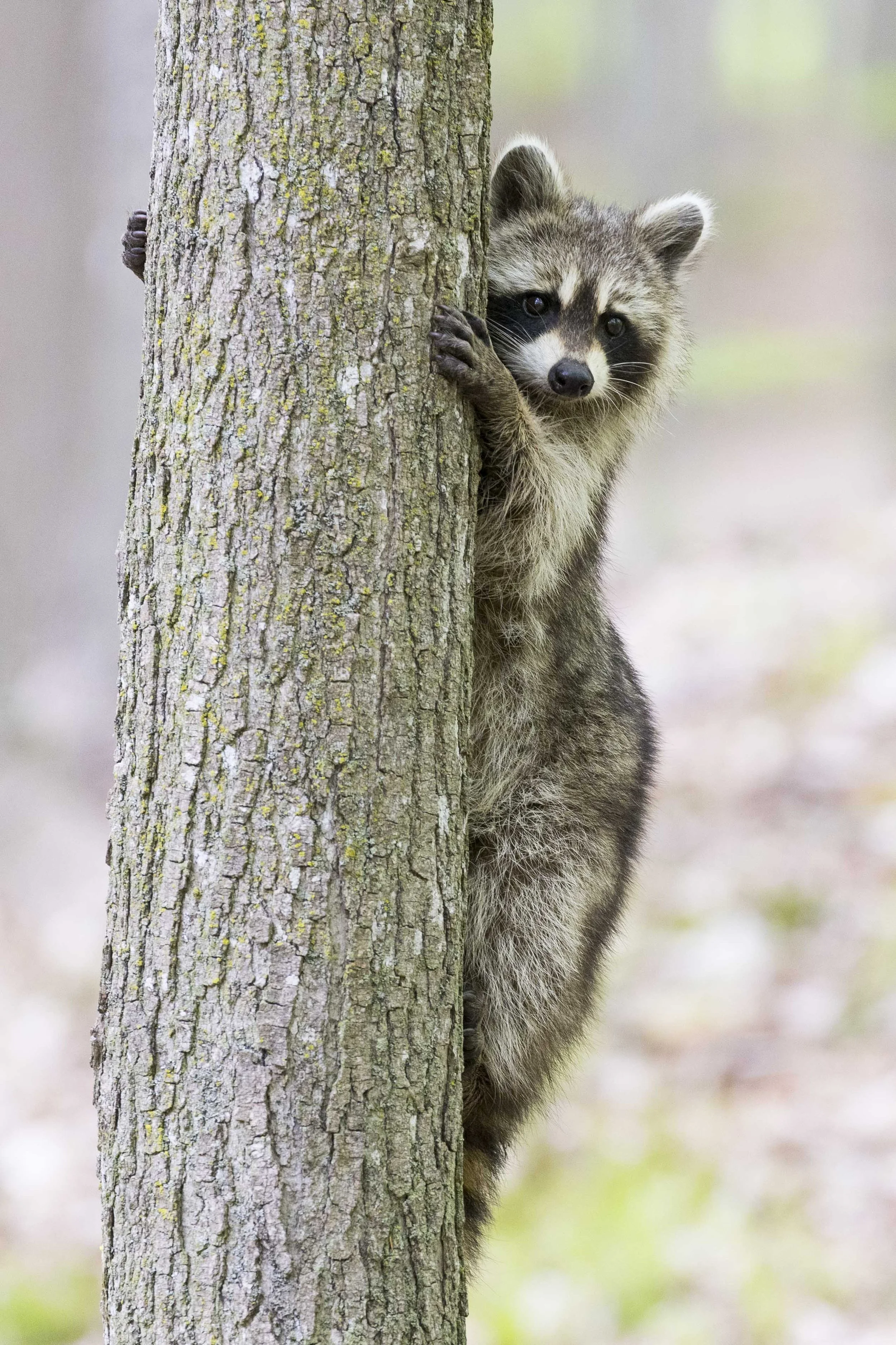 Raccoon climbing tree Murphy’s Point Provincial Park.jpg