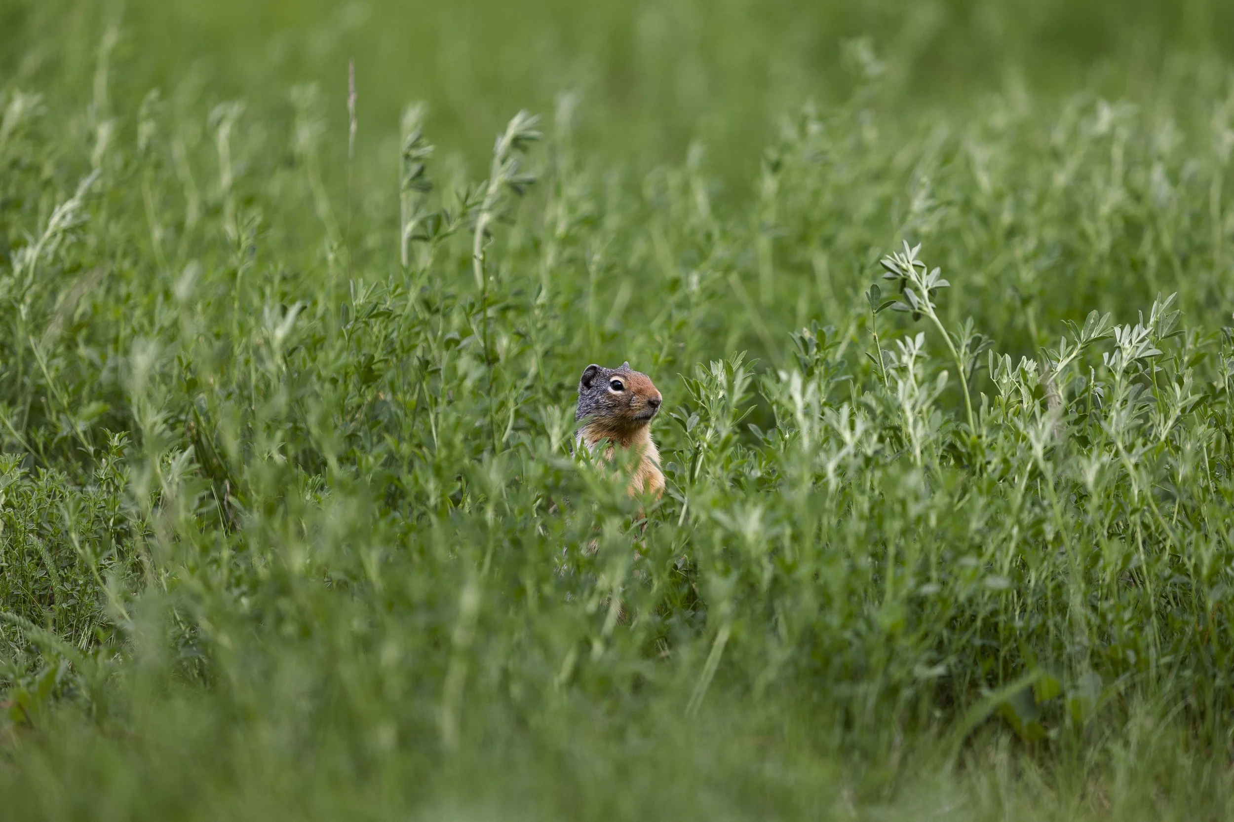 Prairie Dog Mount Norquay.jpg