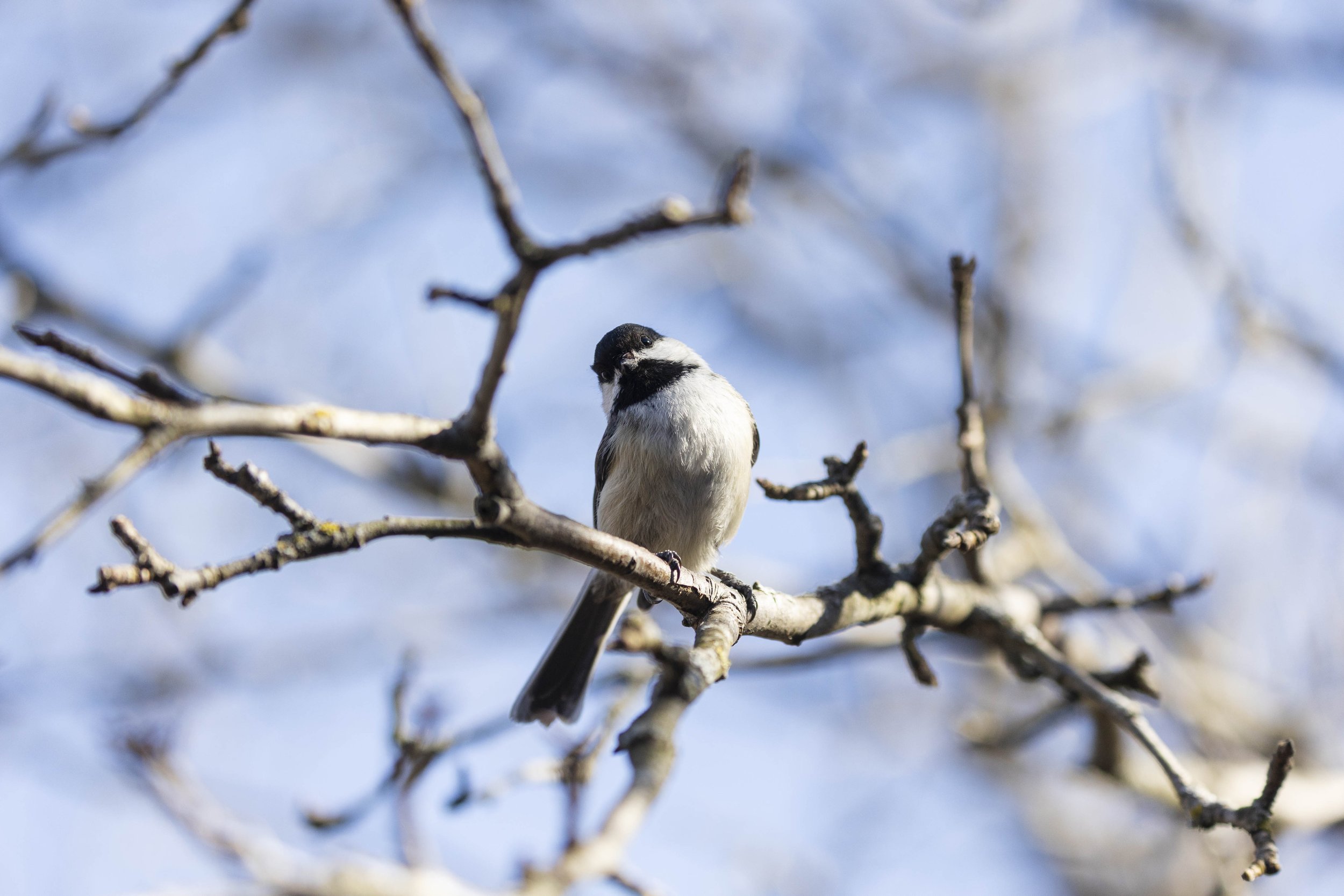 20250413, Camp Kawartha, Peterborough - A Black-capped Chickadee perched on a bare branch