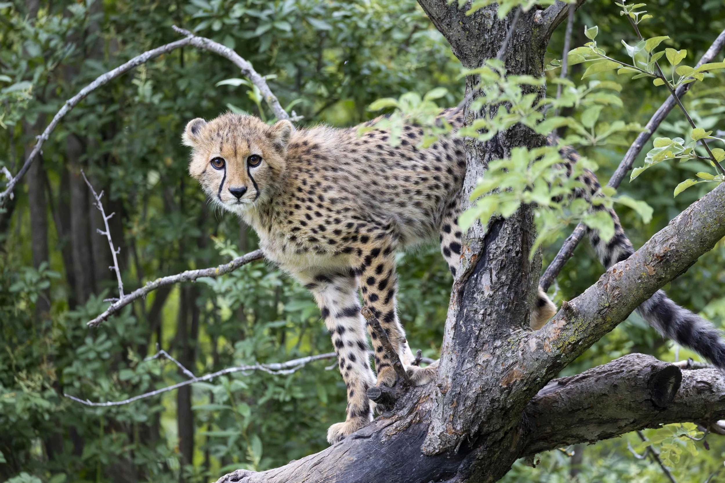 20220704, Toronto Zoo, Toronto - A Cheetah cub perched up in a tree