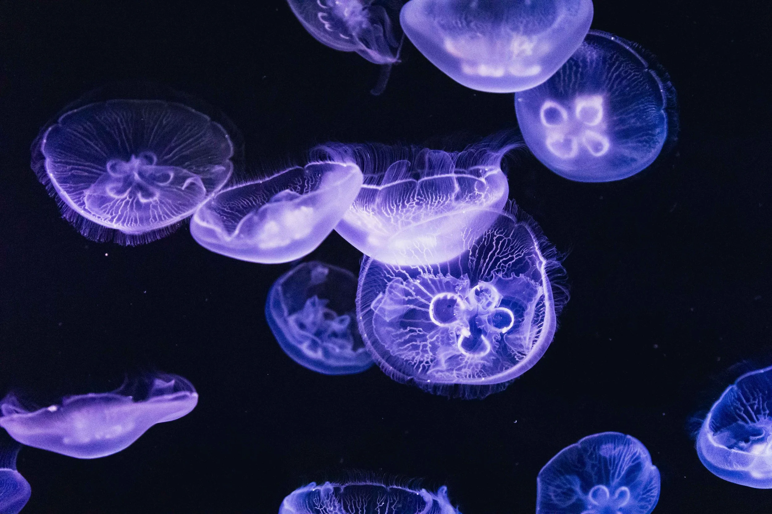 Moon Jellyfish Toronto Zoo.jpg