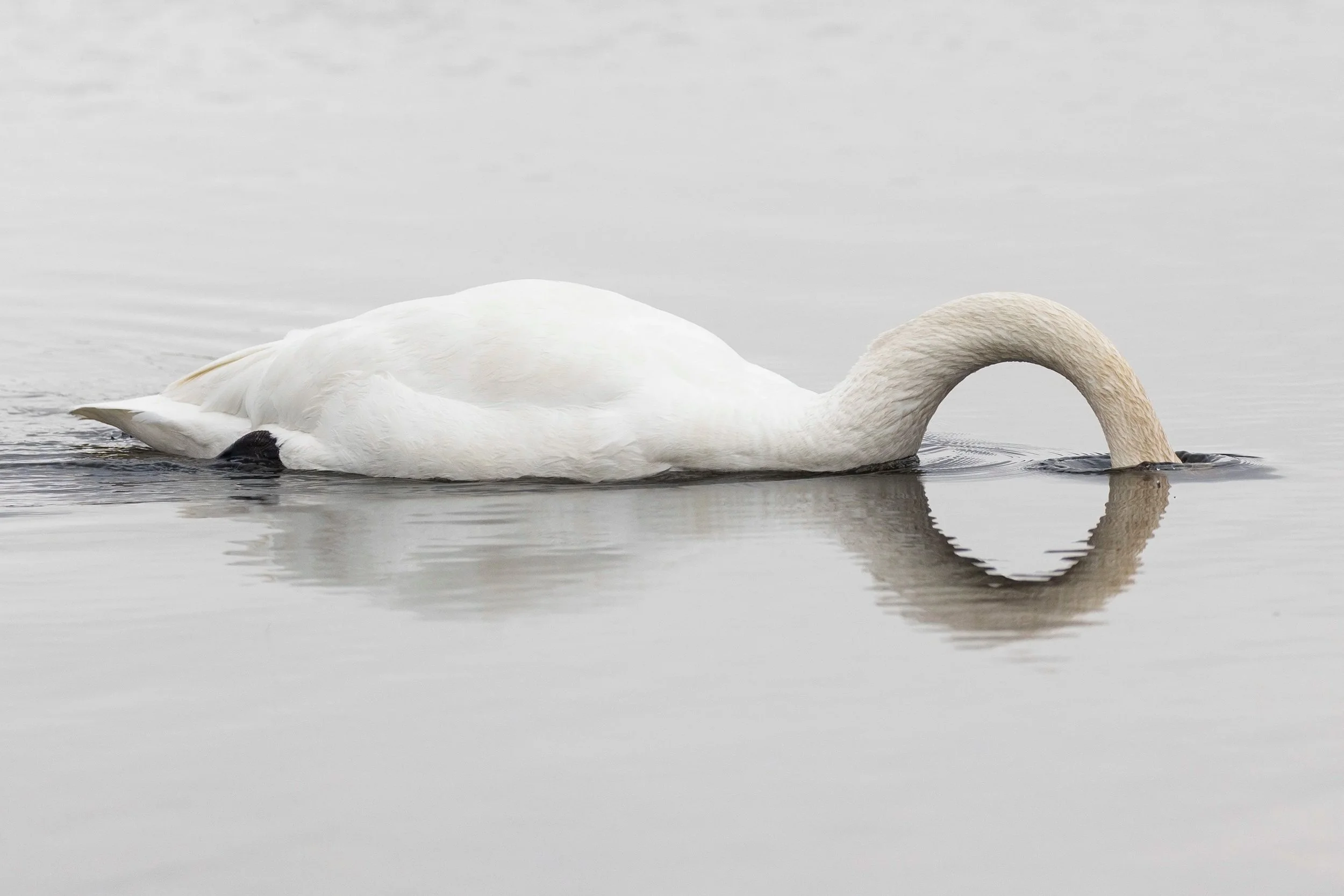 Trumpeter+Swan+dunks+head+Otonabee+River.jpg