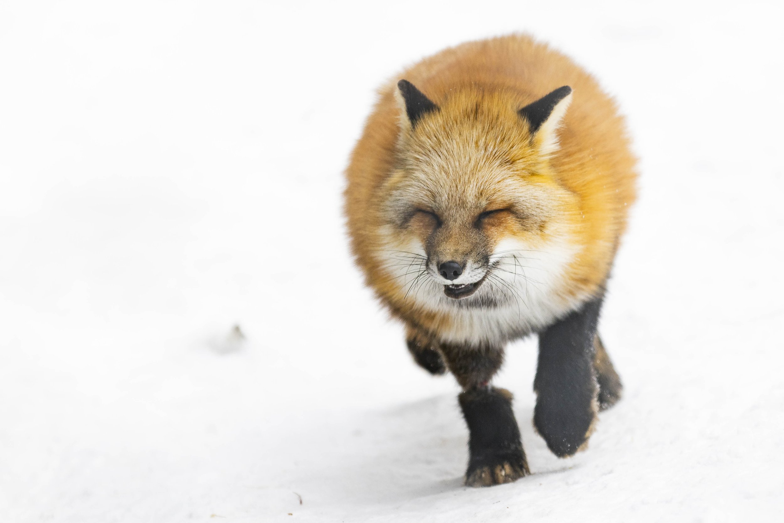 Red Fox Riverview Park & Zoo Running.jpg