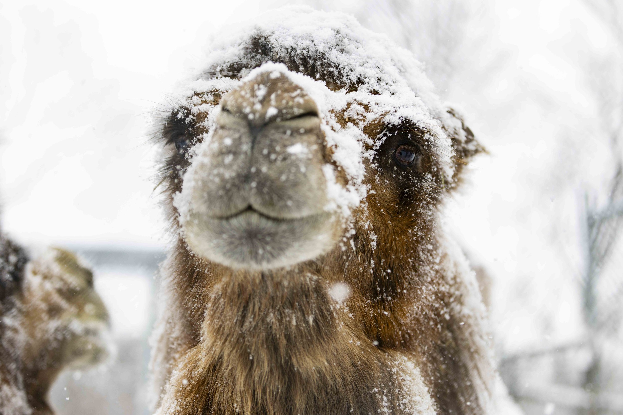 Bactrian Camel close-up snow Riverview Park & Zoo.jpg